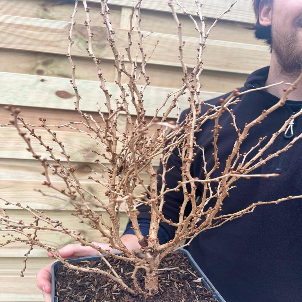 A person in a dark sweater holds a Prunus Ornamental Flowering Cherry Blossom Shrub - Incisa &#39;KOJOU-NO-MAI&#39; (9cm/2L/4L pot) in front of a wooden fence, capturing a pre-spring container gardening moment. Only part of their face is visible.