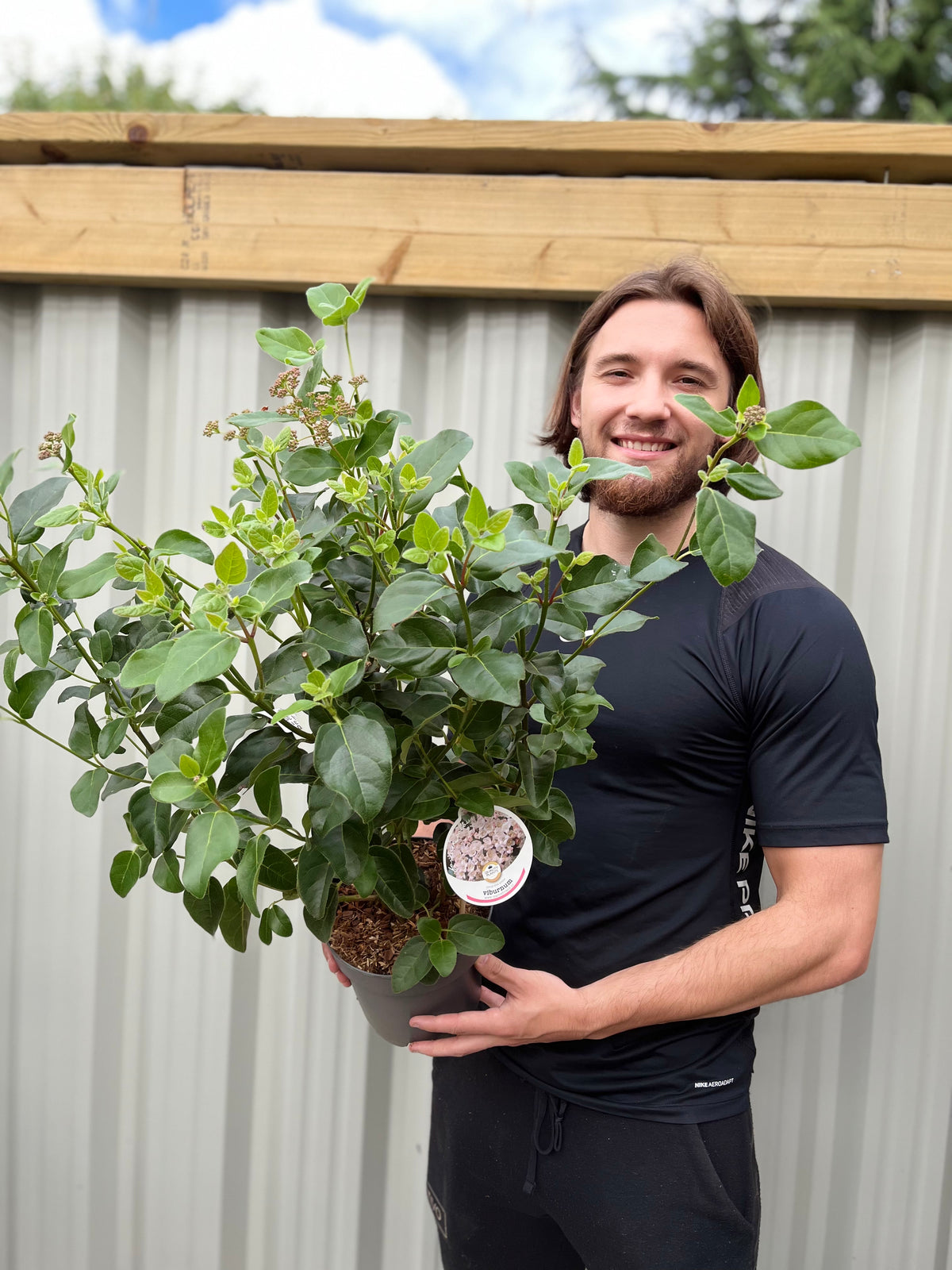 Viburnum tinus &#39;Eve Price&#39; 9cm-7.5L