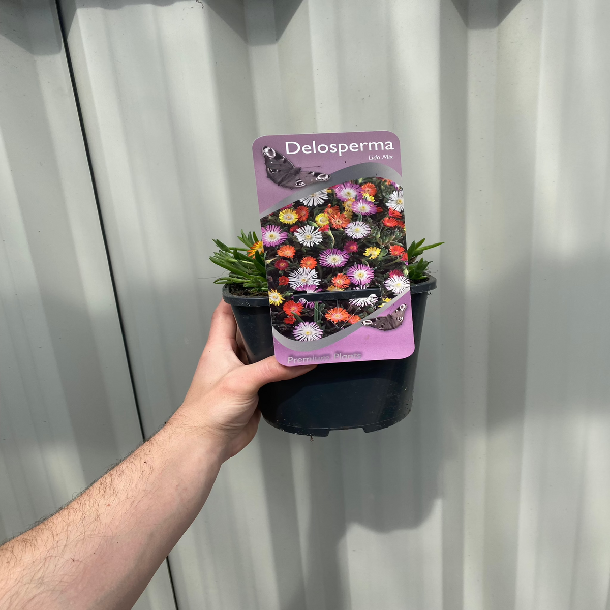A hand holds a Delosperma &#39;Lido Mix&#39; (Cooper&#39;s Ice Plant) 2L, a drought-tolerant perennial groundcover succulent, with a tag featuring vibrant flowers, set against a light gray corrugated metal background.