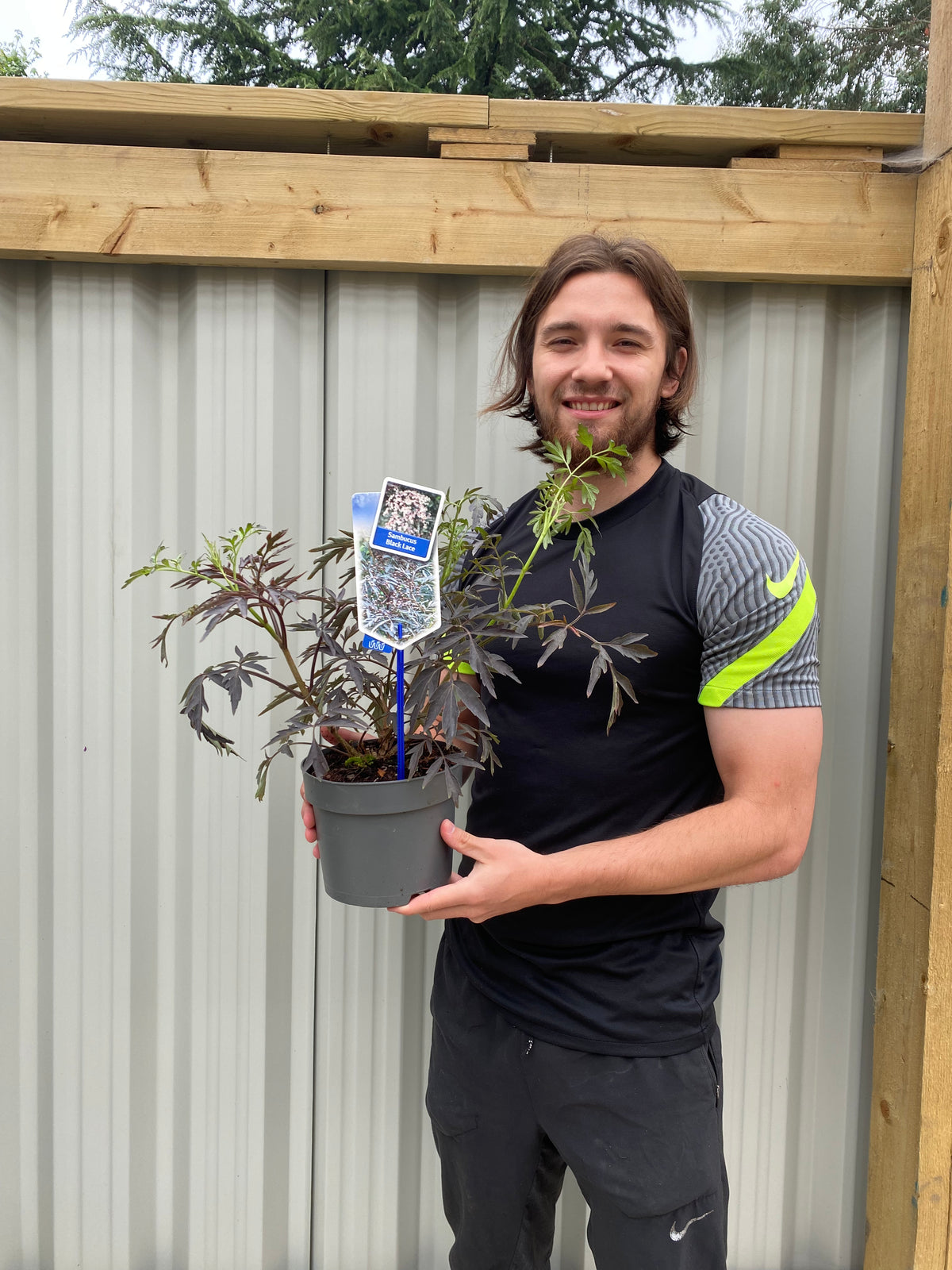 Sambucus nygra &#39;Black Lace&#39; 9cm / 2L