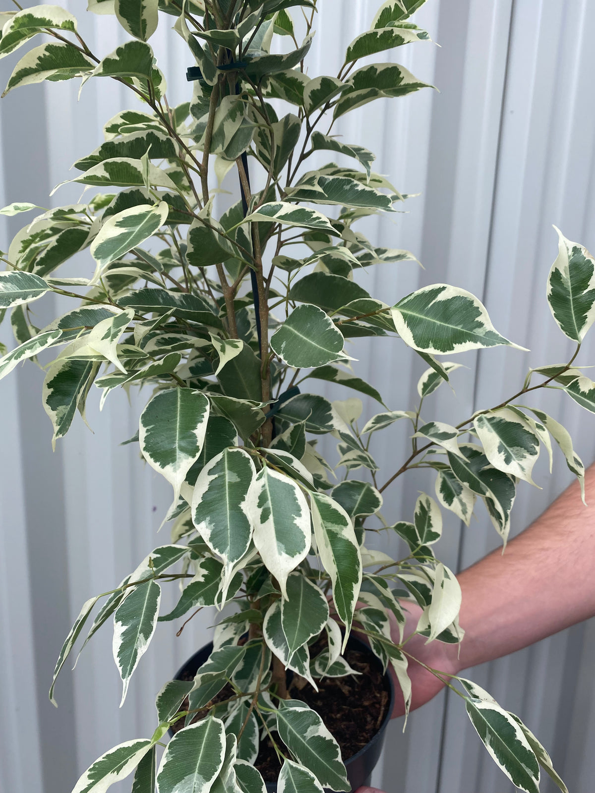 A hand holding a Ficus Benjamina variegated (Weeping Fig) 50-60cm, highlighting its beautiful glossy foliage.