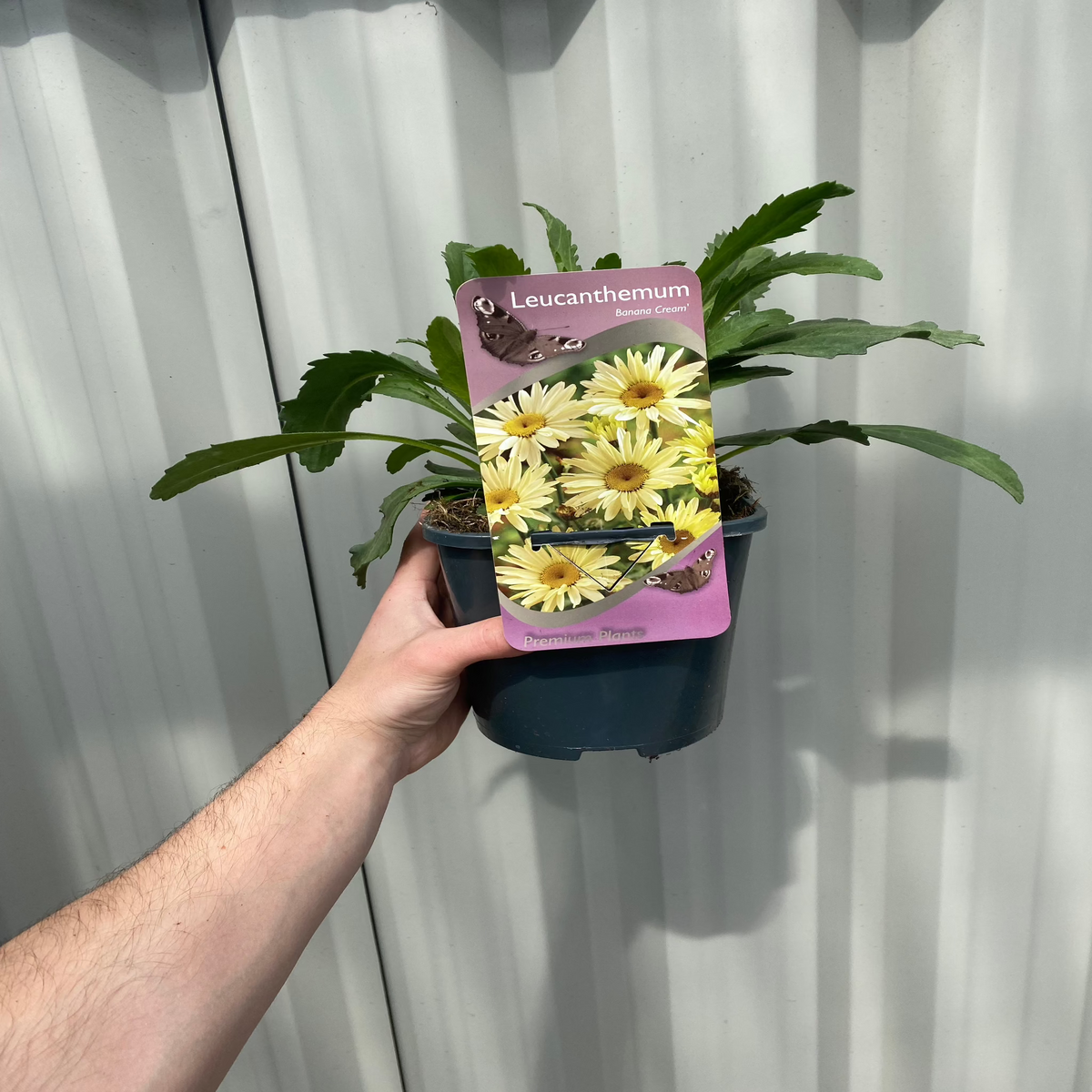 A hand holds a Leucanthemum &#39;Banana Cream&#39; 2L, a perennial with green, elongated leaves. Its label shows signature yellow, daisy-like flowers, set against a corrugated metal wall background.