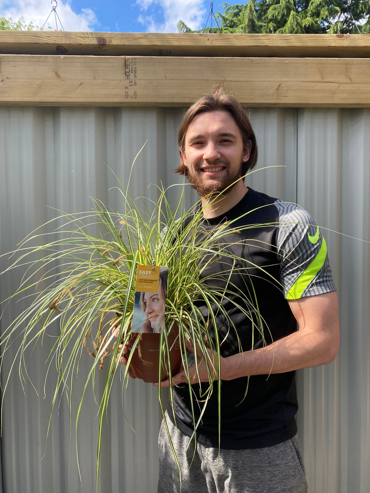 Carex Grass Oshimensis -  &#39;Evergold&#39; 2L