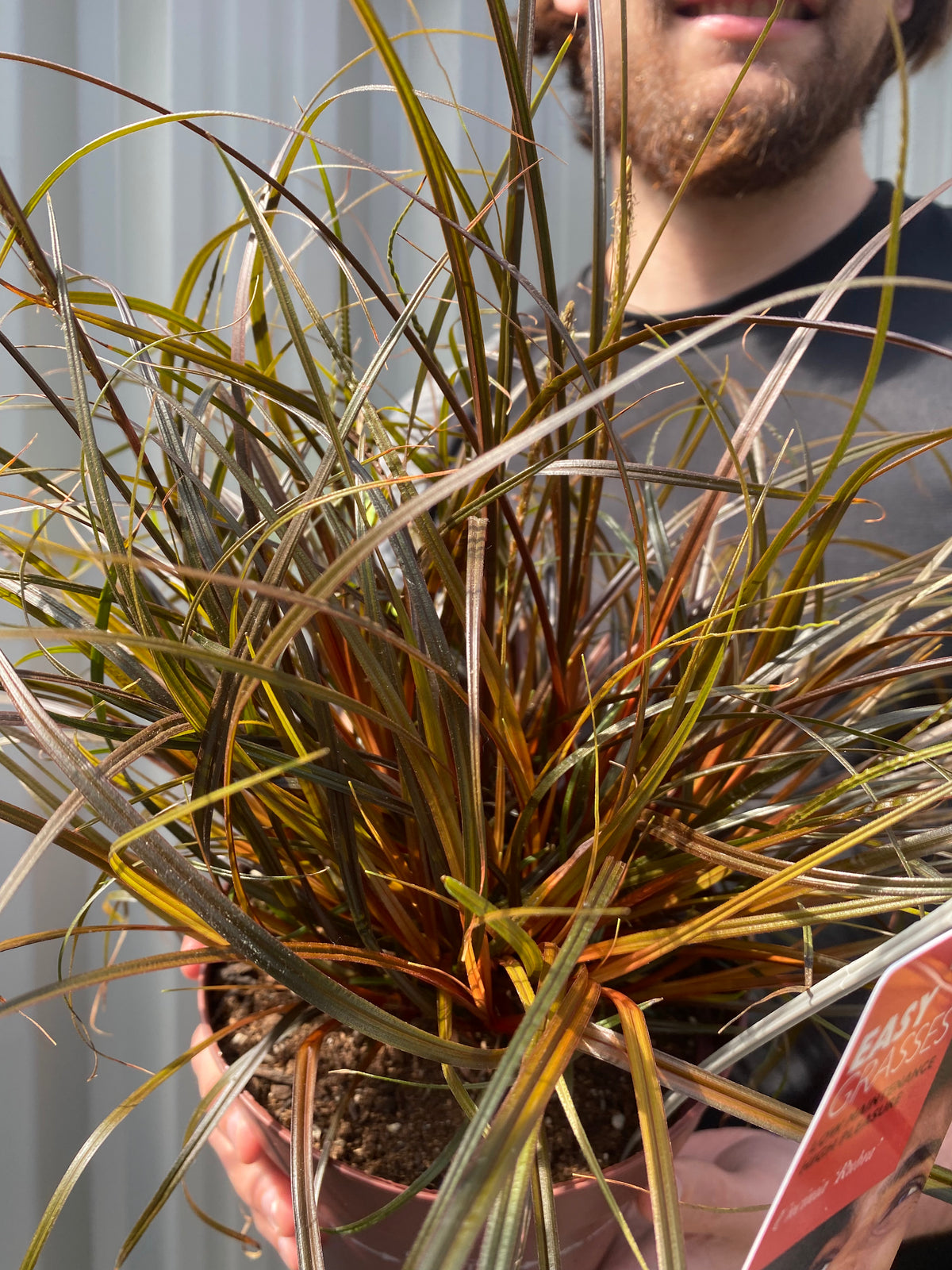 Uncinia &#39;Rubra&#39; Ornamental Grass 3L