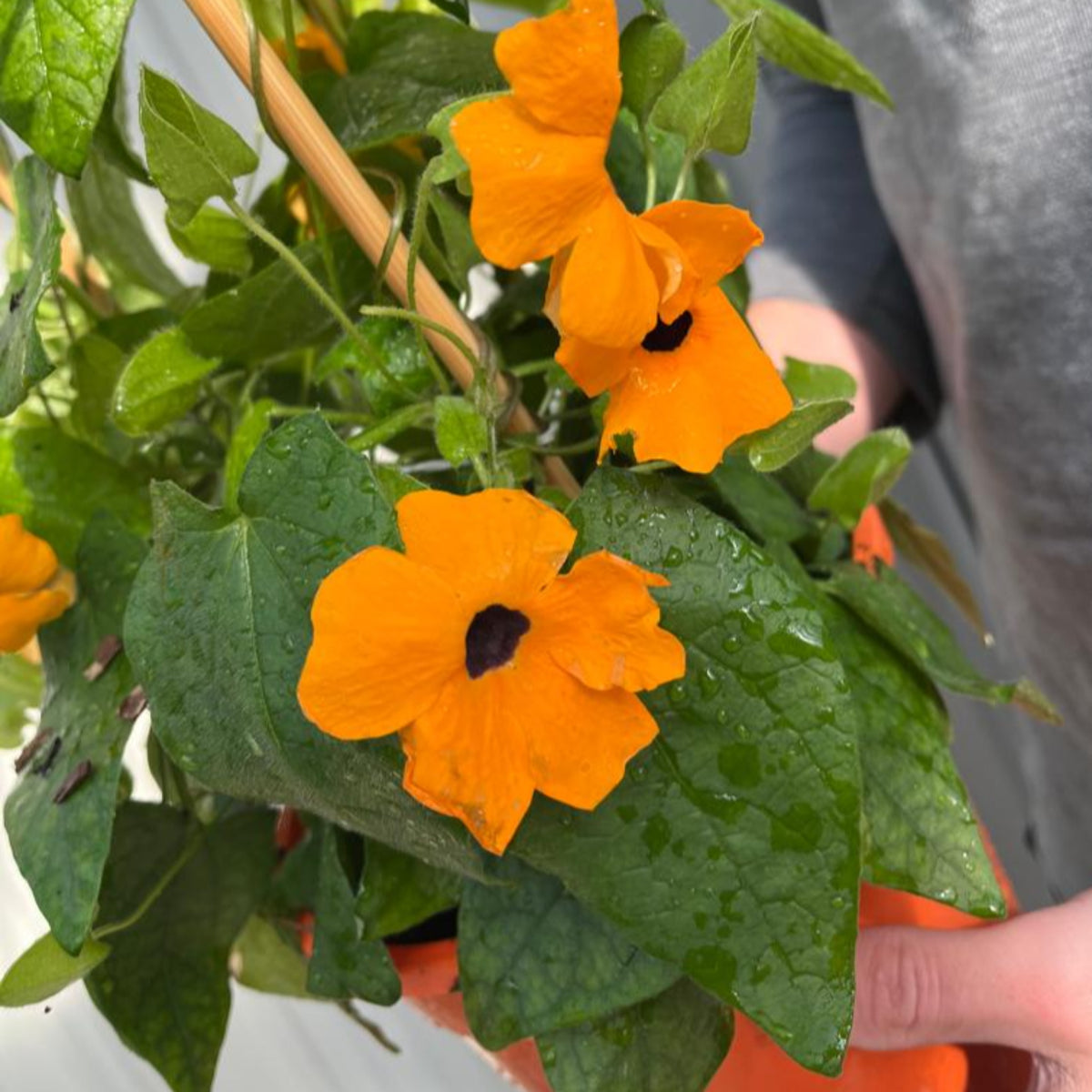 A person holds a Thunbergia alata Black Eyed Susie (Orange Eye) potted plant, displaying bright orange five-petaled blooms with dark centers and lush green leaves. This fast growing climber brings vibrant color to any space.