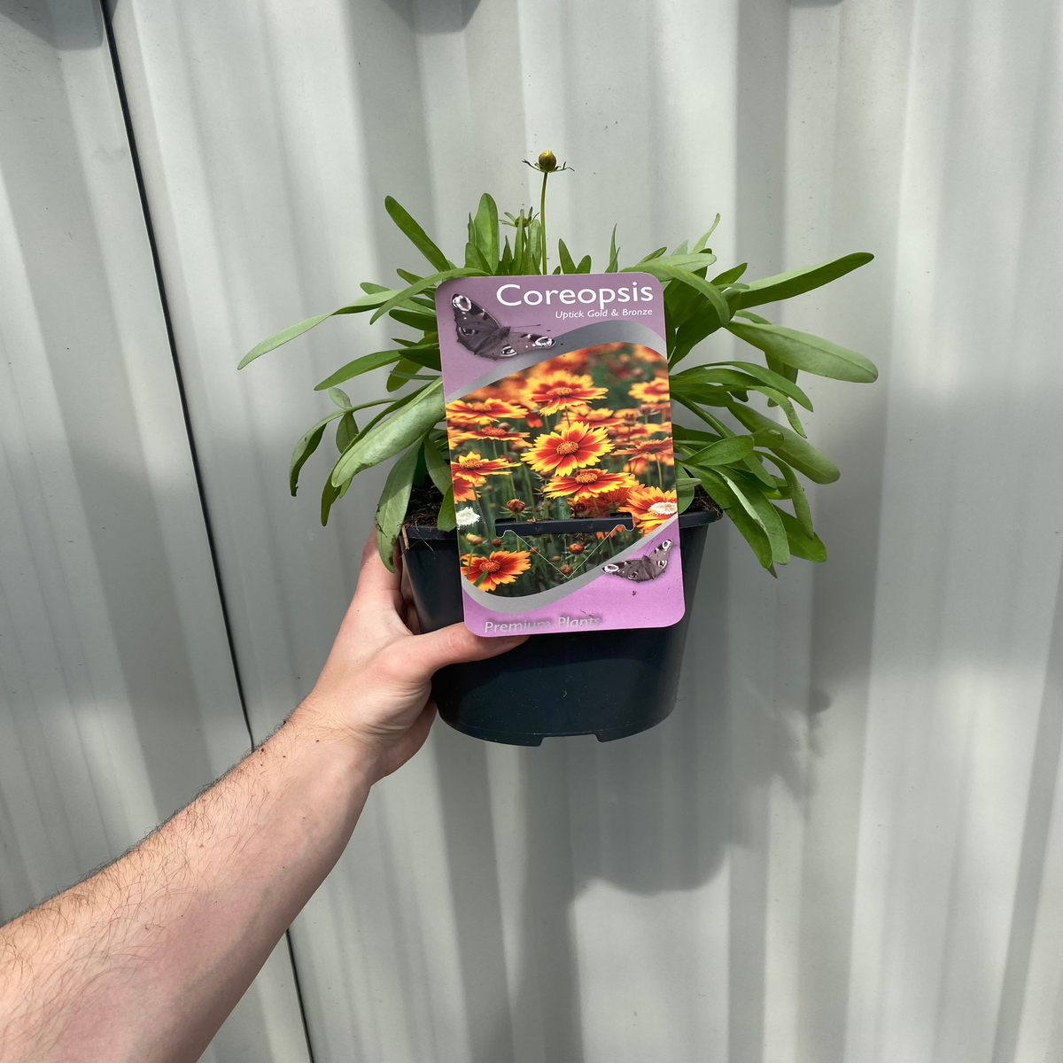 Coreopsis  &#39;Uptick Gold and Bronze&#39; 9cm/2L