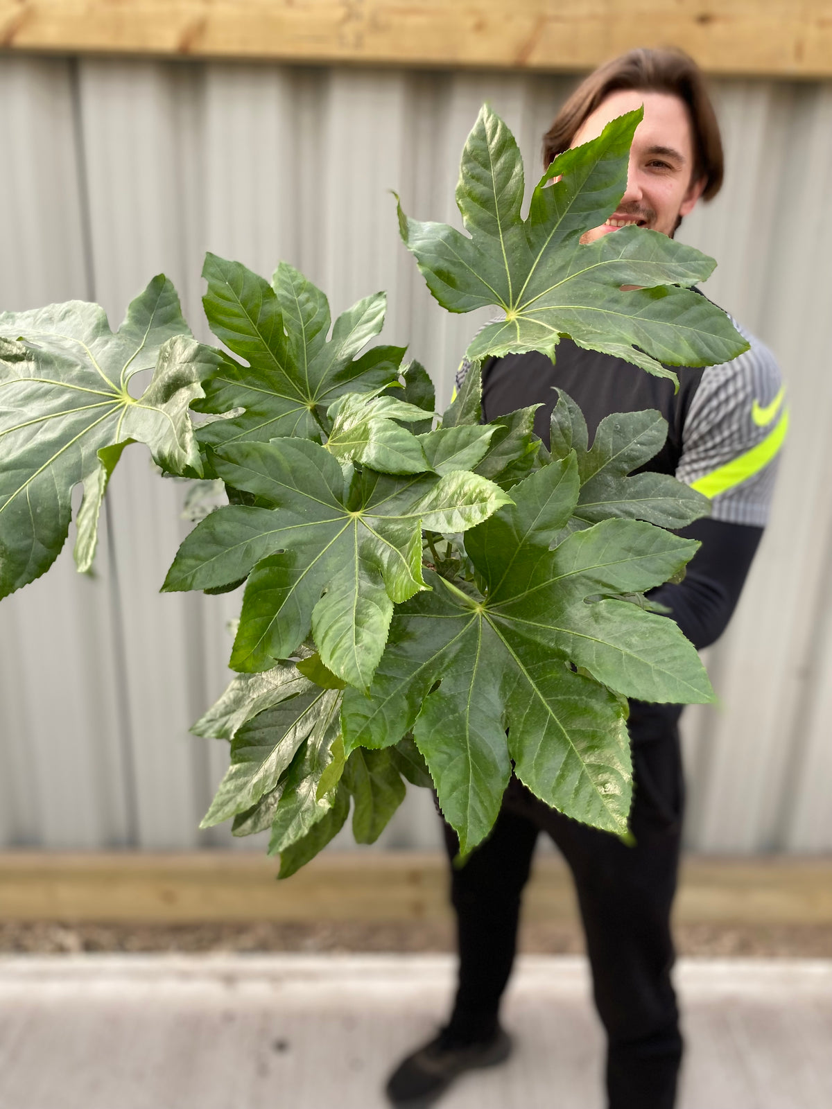 A person stands outdoors on concrete, smiling with most of their face partially hidden behind a Fatsia japonica 70-80cm (3L) tropical shrub held toward the camera. A wooden fence is visible in the background.