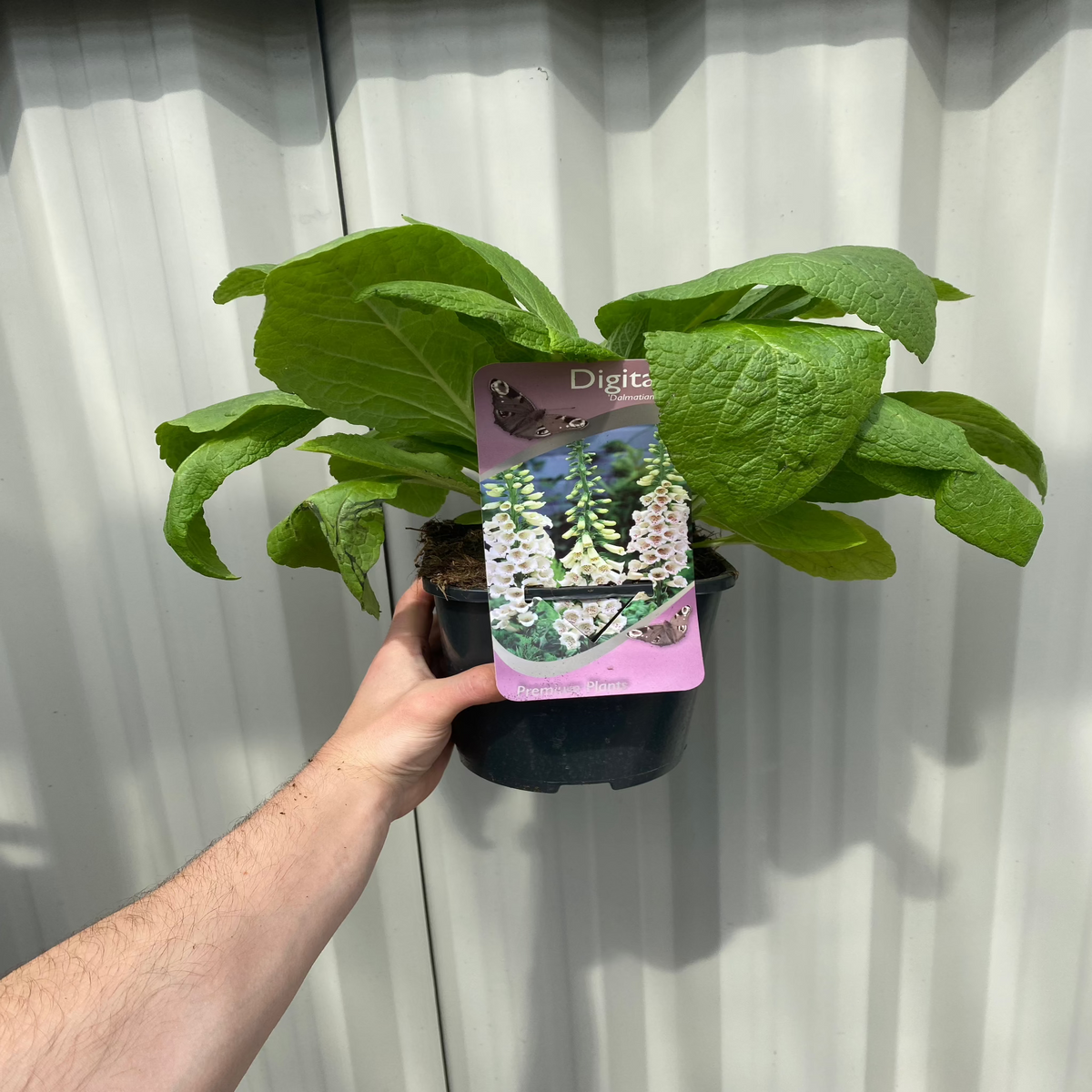 A hand holds a pot of Digitalis &#39;Dalmatian Cream&#39; (Foxglove) 1.5/3L, showing large green leaves and a white label; this deer-resistant perennial is set against a corrugated white background.