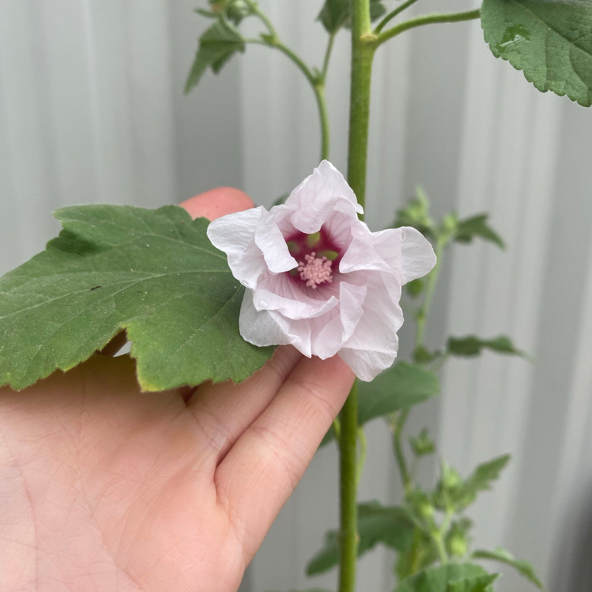 Lavatera &#39;Blushing Bride&#39; 2L