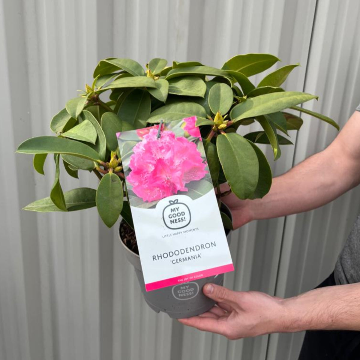 Rhododendron &#39;Germania&#39; 2L /5L