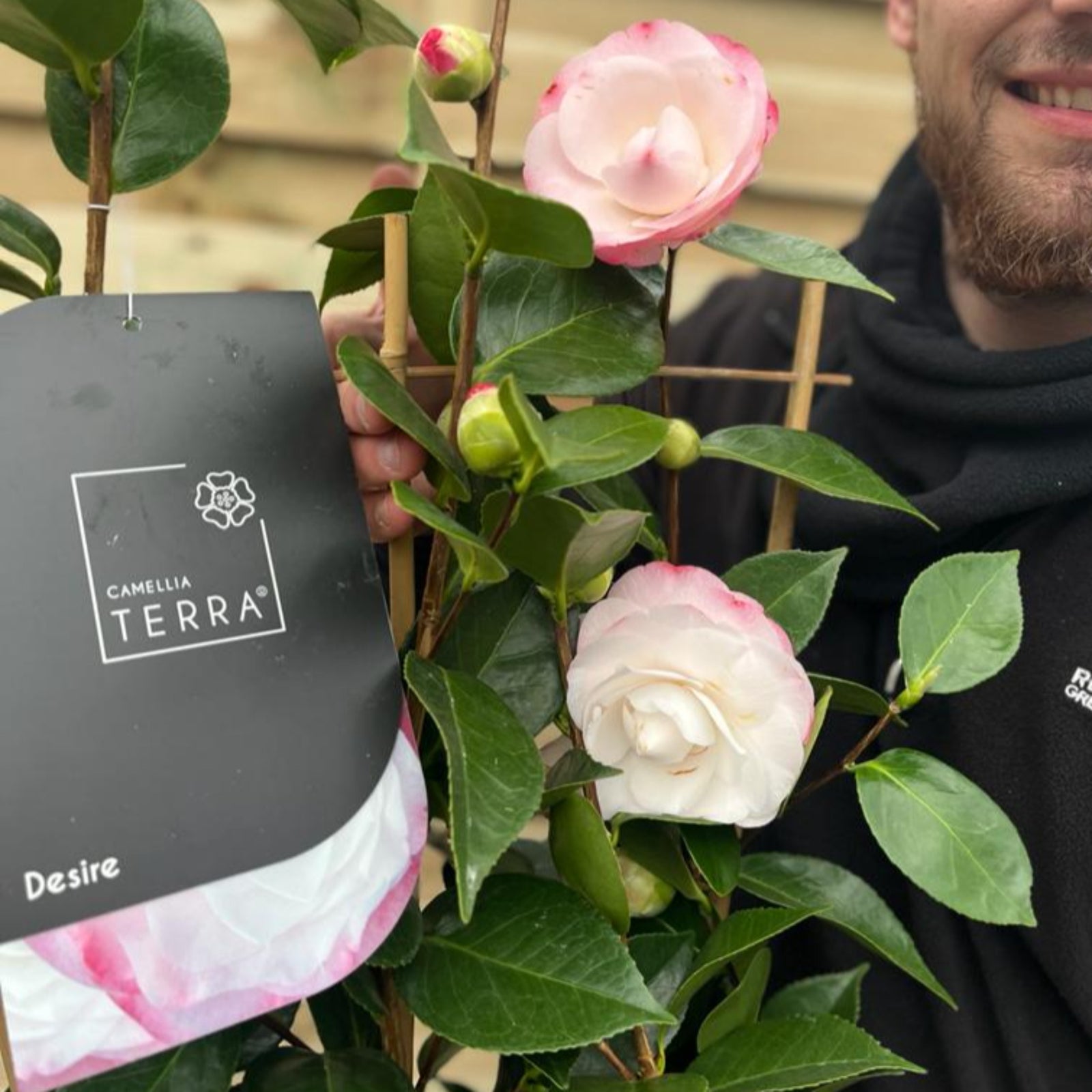 A smiling person in dark clothing holds a Camellia 'Desire' (9cm / 5L) with lush green leaves and large light pink blooms in front of a wooden fence.