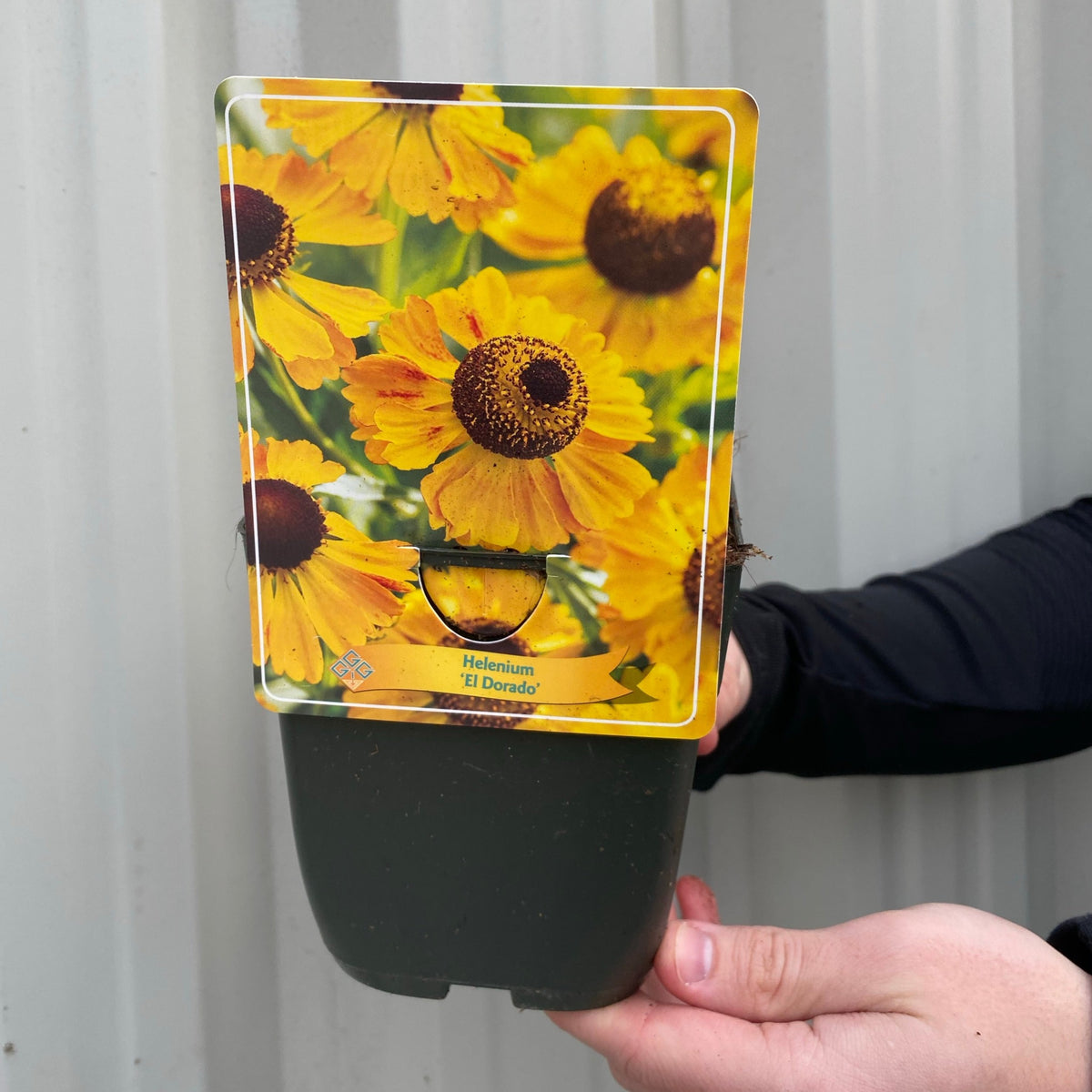 Helenium &#39;El Dorado&#39; 1.5L