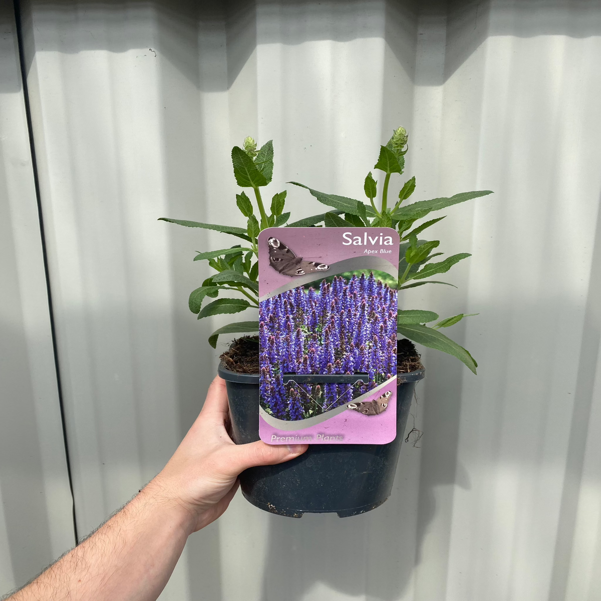 A hand holds a potted Salvia - Apex Blue 2L against a corrugated metal background. The label features blooming purple flowers, the text &quot;Salvia - Apex Blue 2L, Premium Plants,&quot; and highlights its RHS Award of Garden Merit.