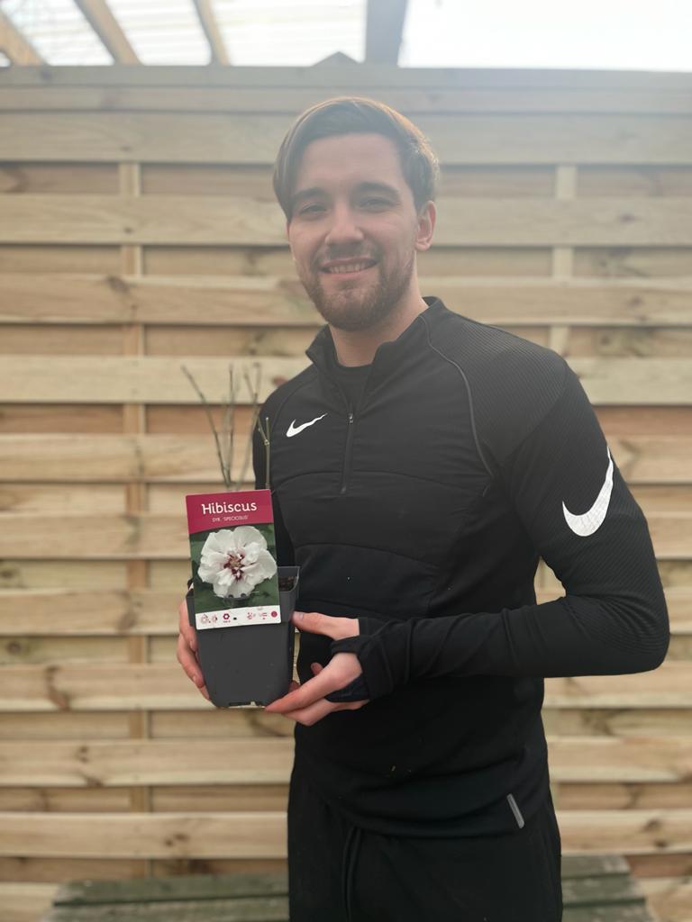 Hibiscus syriacus &#39;Speciosus&#39; 1.5L