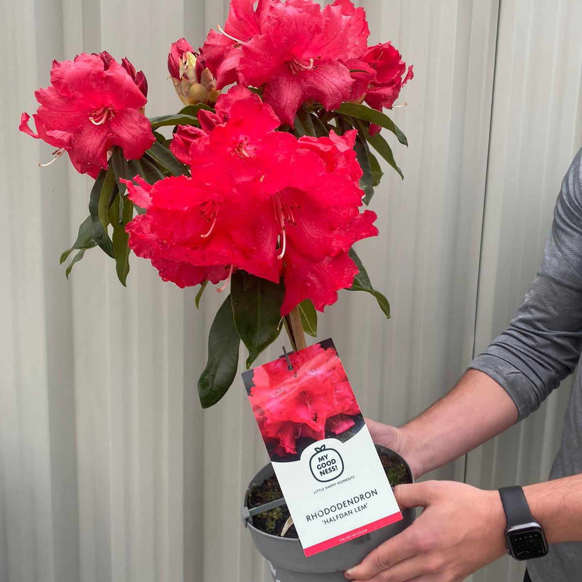 A person holds a potted Standard Rhododendron Red (80cm) with vibrant red blooms, set against a light-colored, corrugated wall.