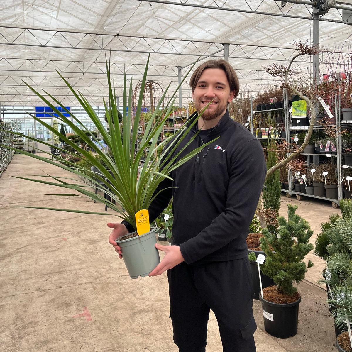 A smiling person in black clothing stands in a greenhouse, holding a Cordyline australis Peko - Green (available in 3 sizes) with long, spiky green leaves and a yellow tag. Rows of low maintenance plants are arranged in the background.