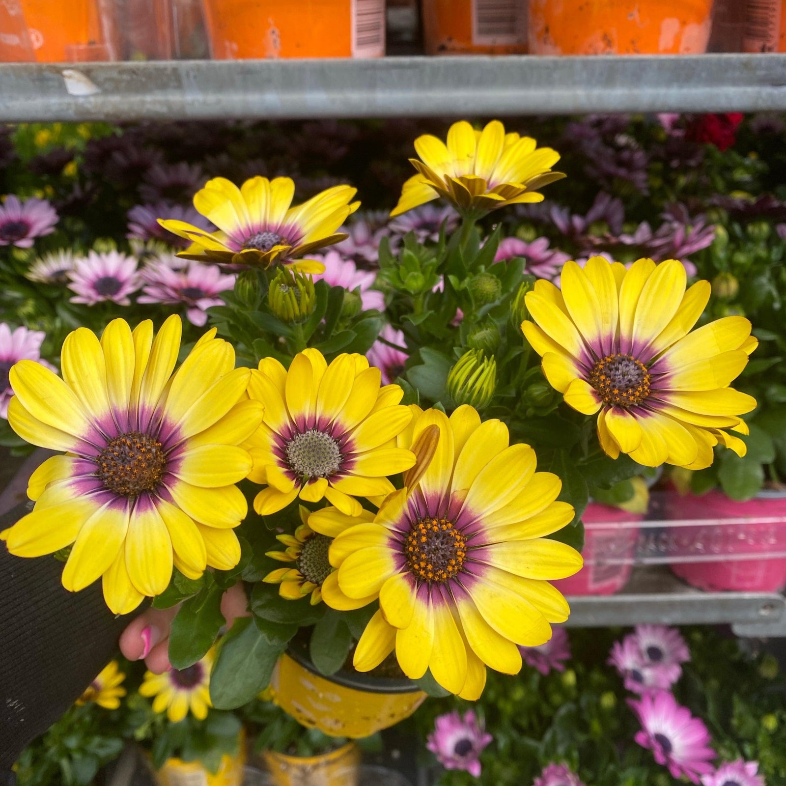 A hand holds a 12cm pot of Osteospermum (Cape/African Daisy) with vibrant yellow blooms and purple centers, surrounded by other colorful summer bedding plants on shelves in a garden store.