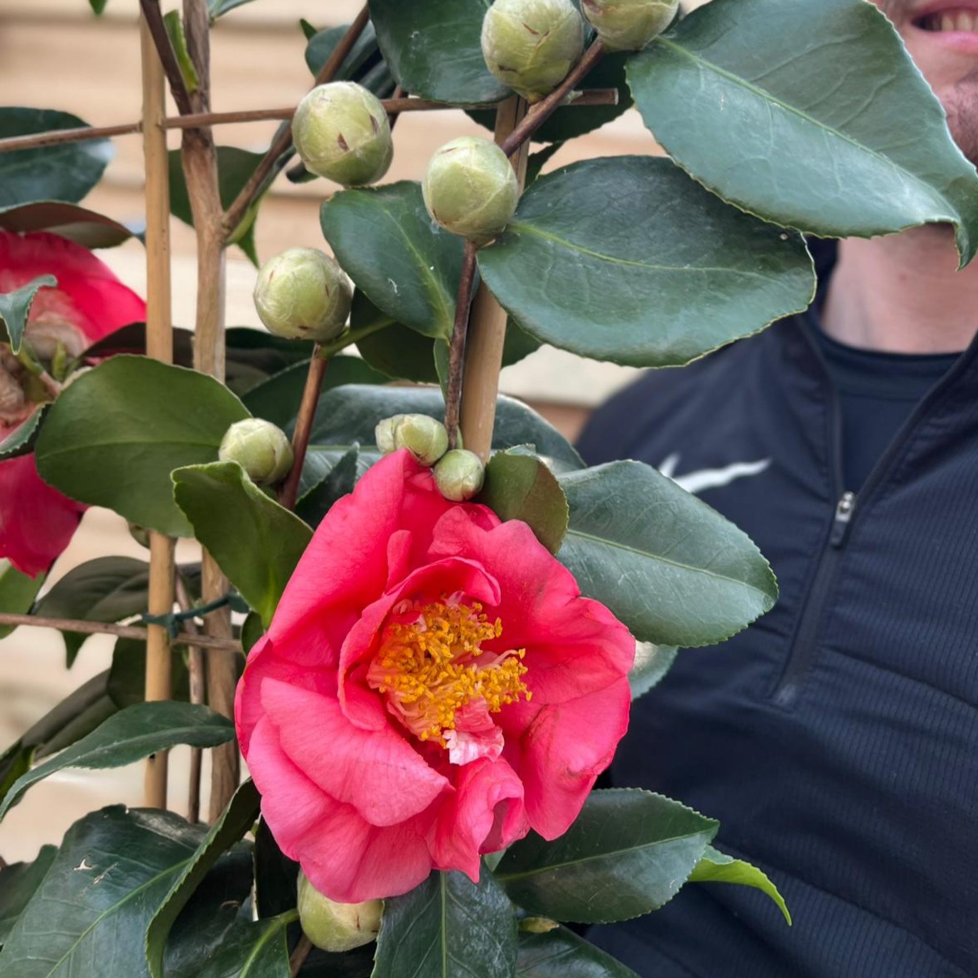 Camellia on frame 'Rosa' 5L (100cm)