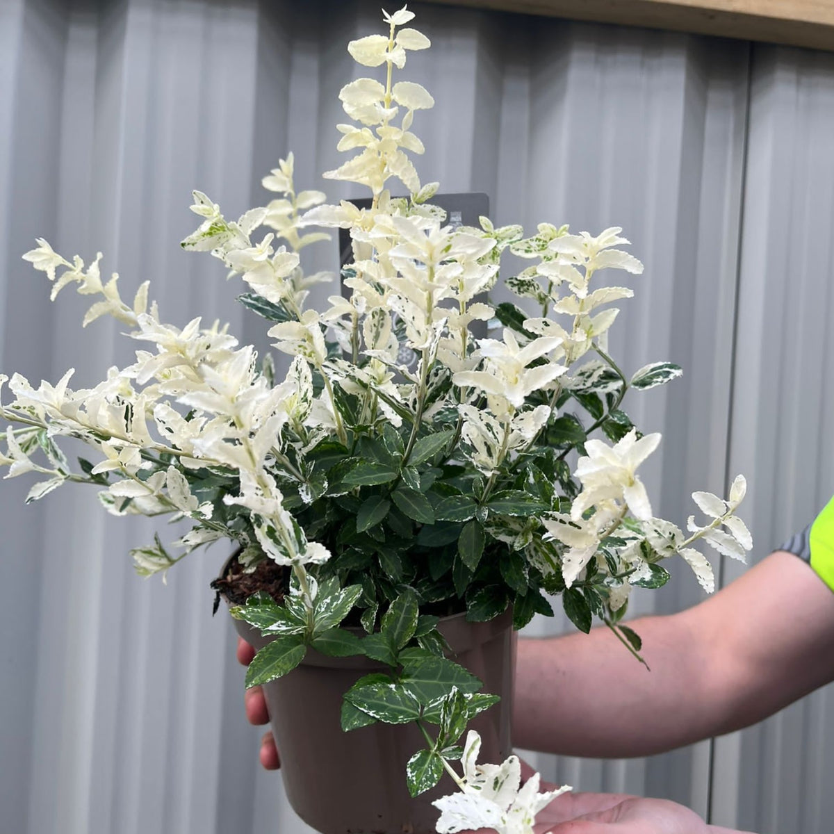 A person in a yellow shirt holds a Euonymus fortunei &#39;Harlequin&#39; (9cm / 1.5L / 2L) dwarf shrub with white, variegated leaves and small white flowers, standing before a corrugated metal background.