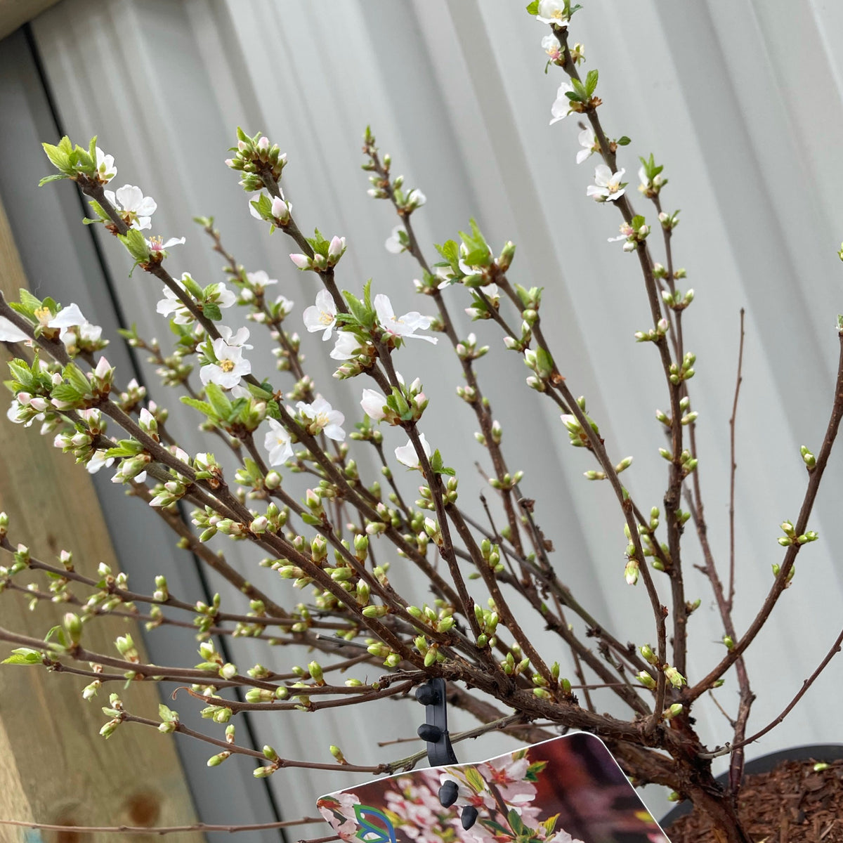 A Prunus Ornamental Flowering Cherry Blossom Shrub - Tomentosa, with thin branches and small green leaves, displays clusters of spring blossoms in a pot placed before a corrugated metal wall.