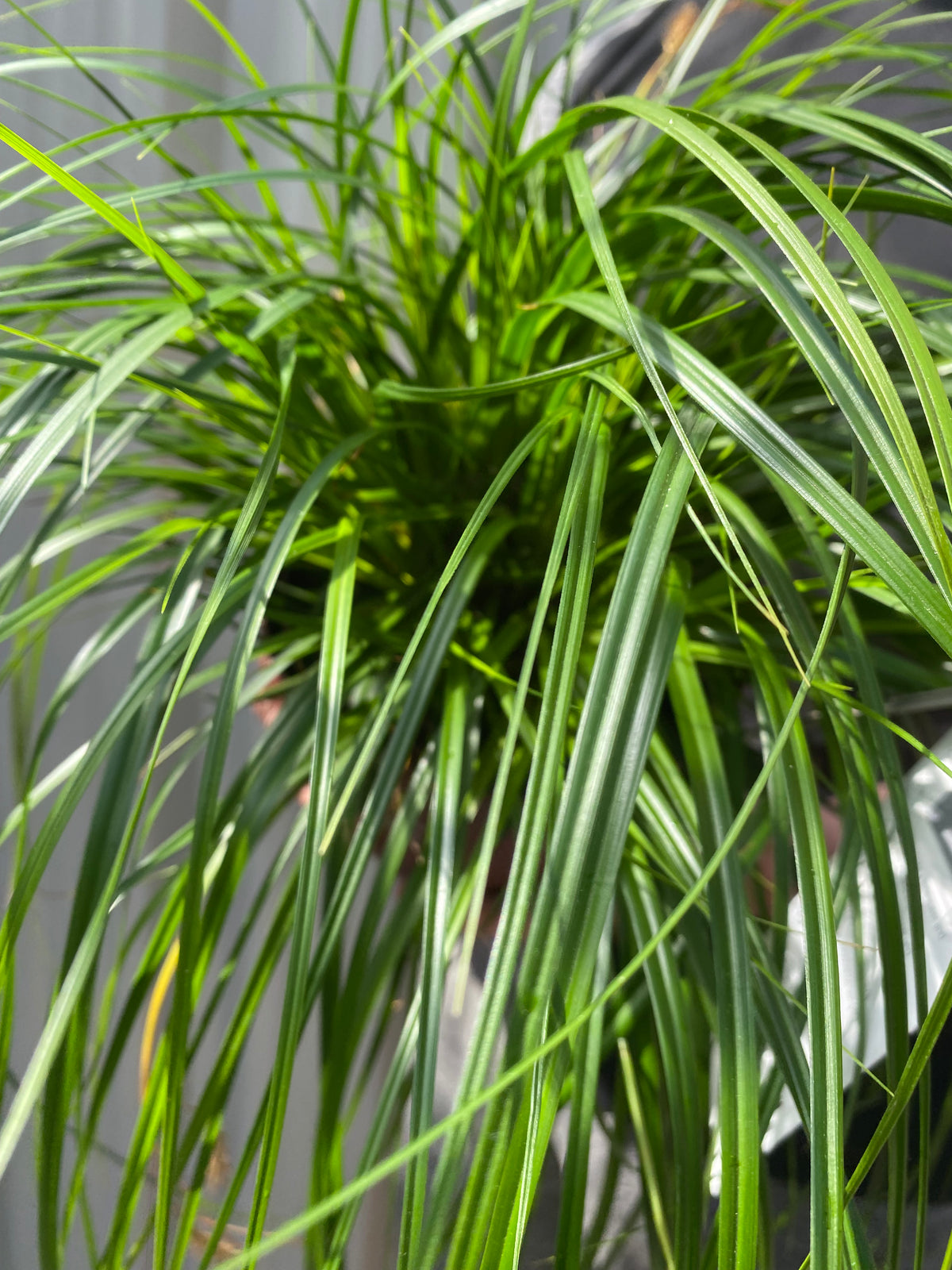 Close-up of Carex oshimensis &#39;Intense Green&#39; 2L, a spiky-leaved container plant with long, thin green leaves. Sunlight highlights the foliage and casts shadows, while a blurred background shows this evergreen grass thriving indoors.