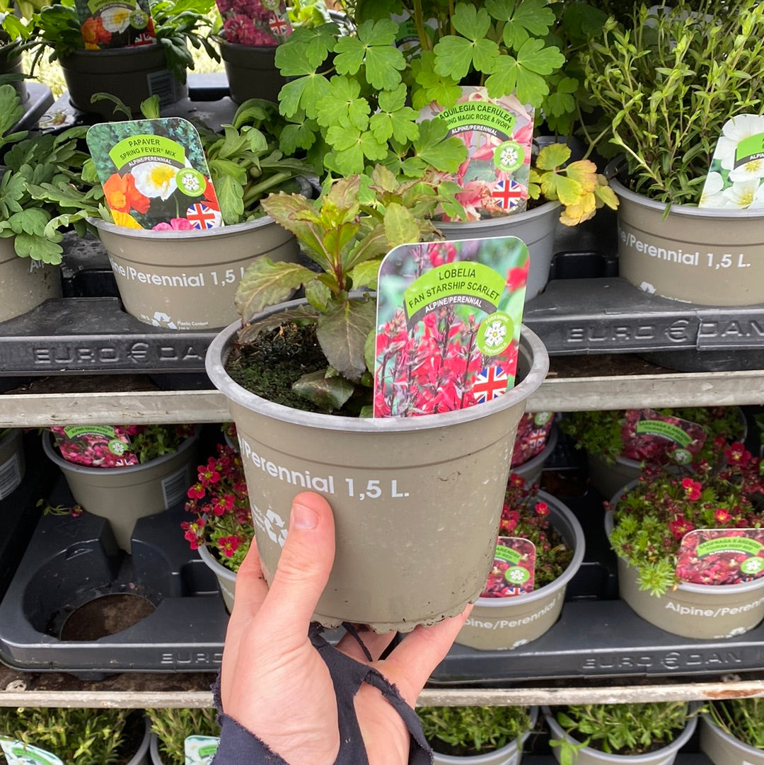 A hand holds a 1.5L pot of Lobelia cardinalis &#39;Queen Victoria&#39;, a hummingbird-attracting plant, while colorful perennial flowers in pots are displayed on shelves in the background.