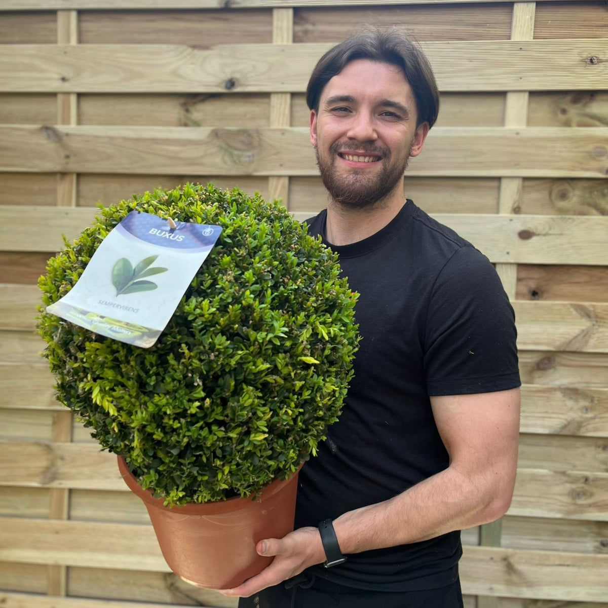 A smiling man in a black t-shirt holds a large Buxus/Topiary Ball (Buxus sempervirens) with a plant tag, standing in front of a wooden fence.