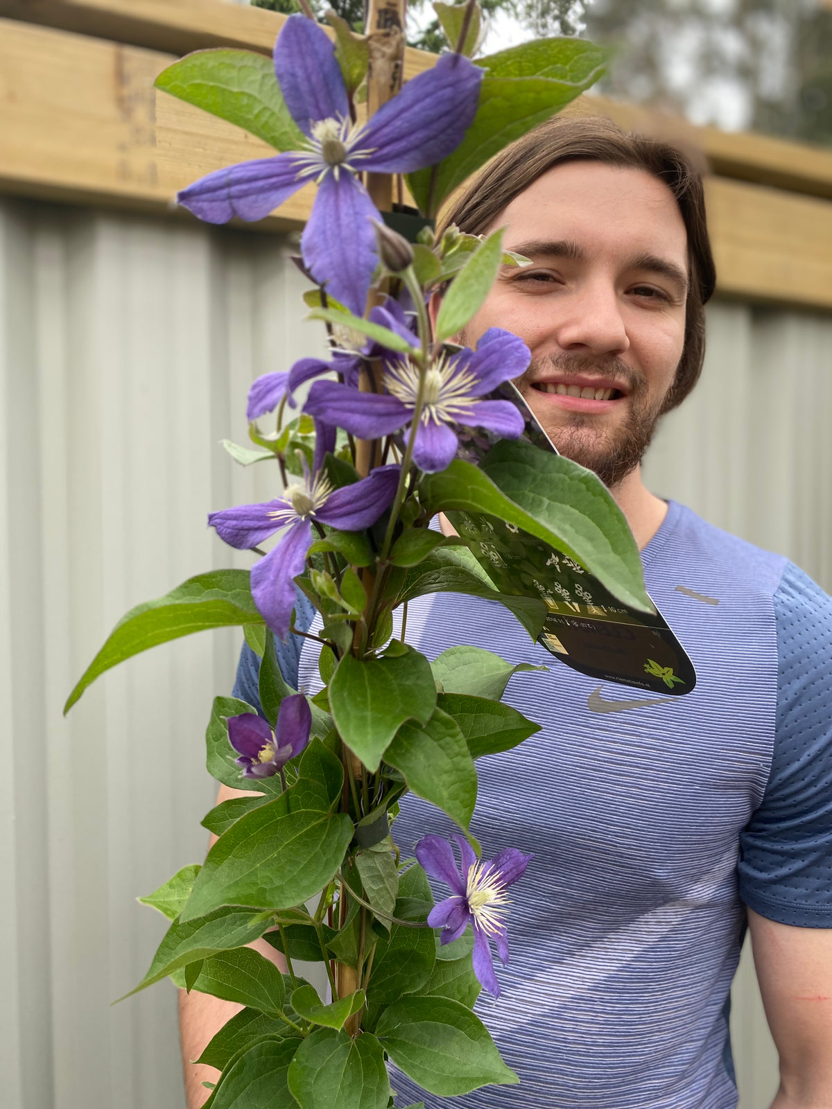 A man with long hair and a beard, in a light blue shirt, stands outdoors behind Clematis &#39;Arabella&#39;, its vibrant purple flowers and green leaves contrasting with a wooden fence and corrugated metal panel in the background.