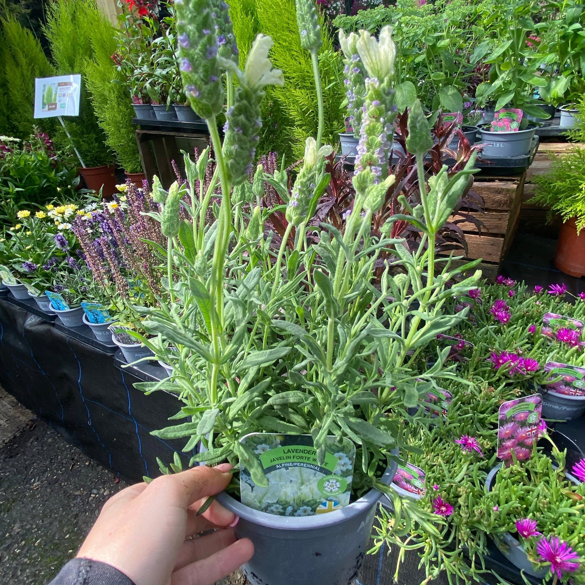 Lavender angustifolia 'White Scent' 9cm/1.5L