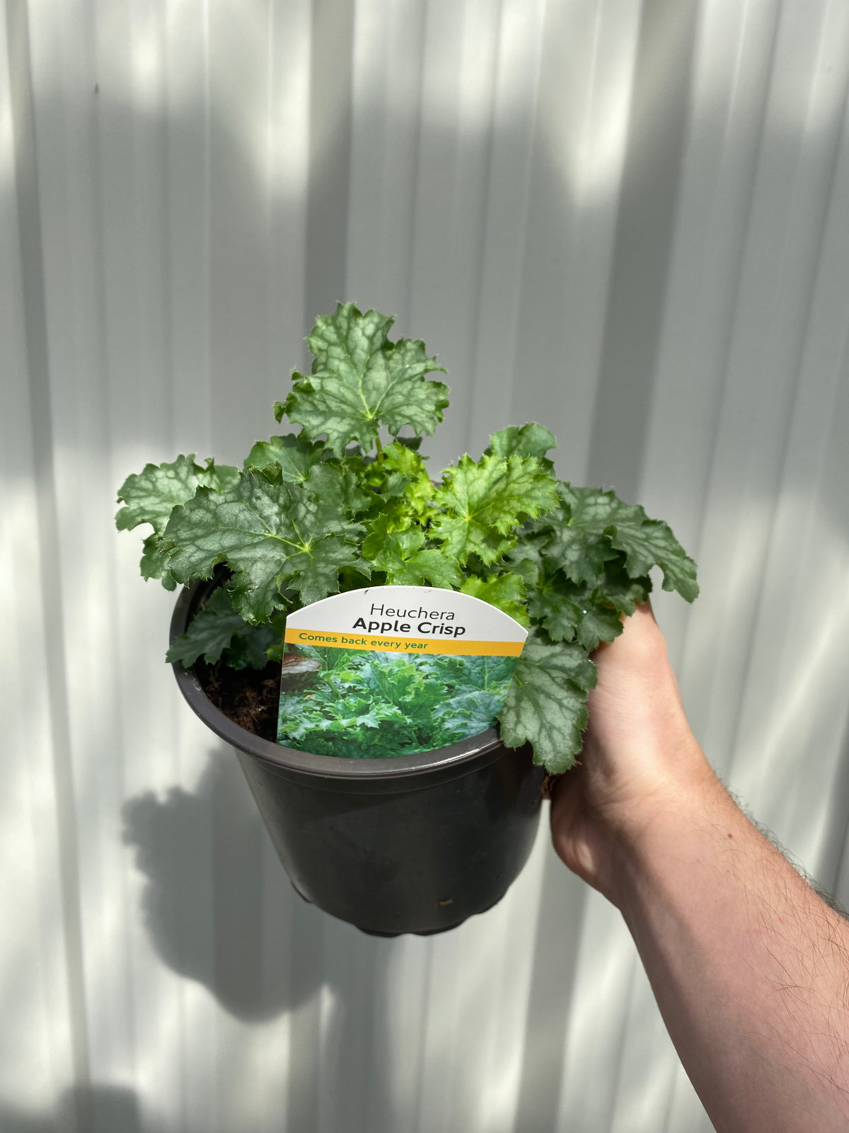 A hand holds a Heuchera &#39;Apple Crisp&#39; 2L plant in a pot with label and photo. Its ruffled green leaves and lush foliage make it perfect for garden displays. The background is white and sunlit.