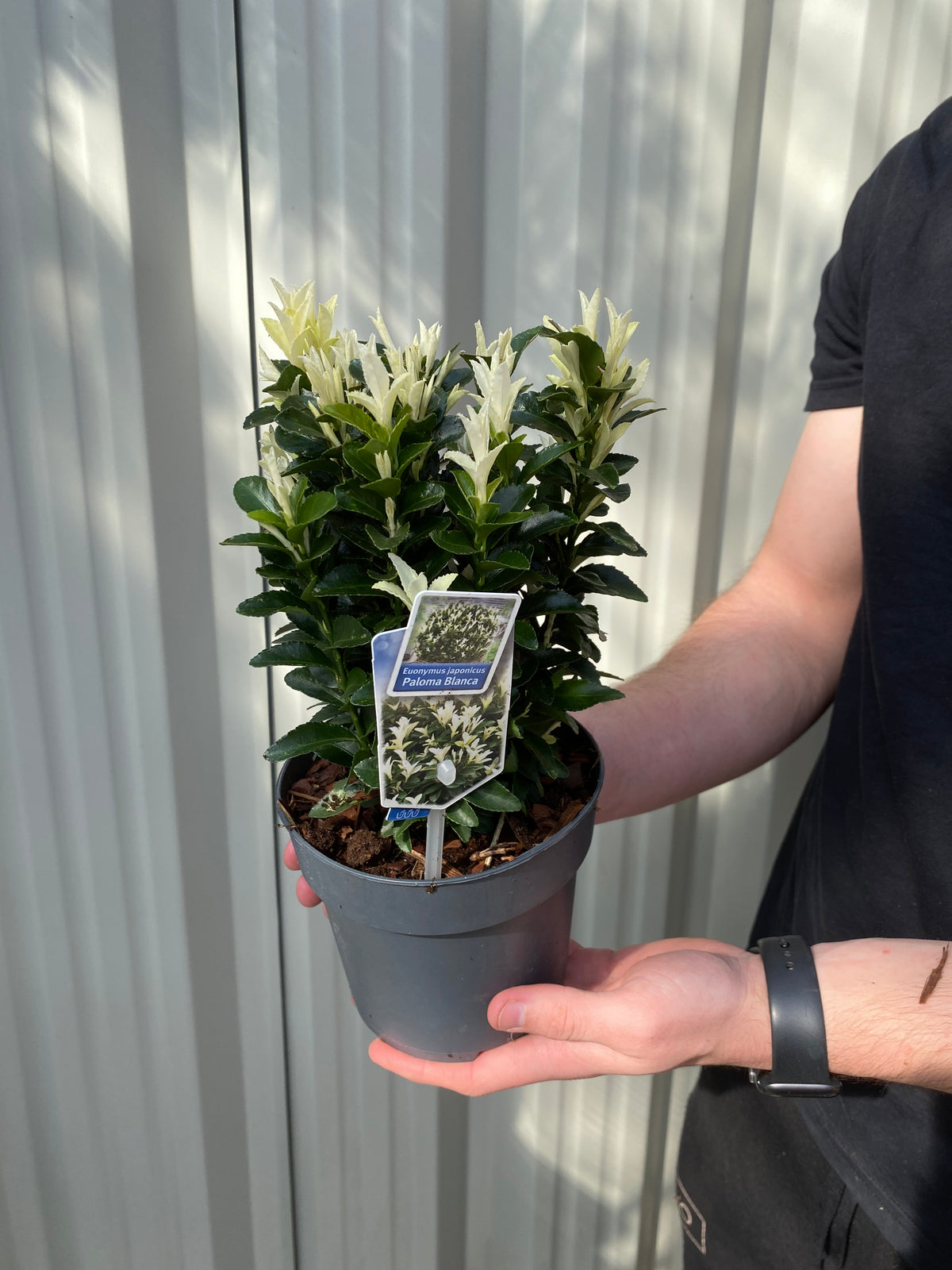 A person in a black shirt holds a Euonymus fortunei &#39;Paloma Blanca&#39; (9cm/1.5L/2L/5L, Multibuy Offers Available) with glossy light green leaves and creamy white edges, set against a corrugated metal wall.