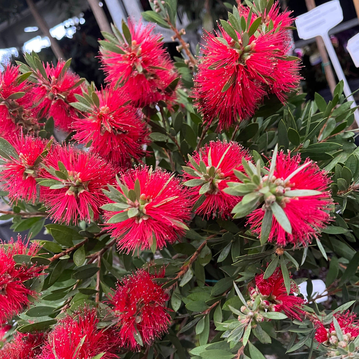 Standard Callistemon - Bottle Brush (70-80cm)