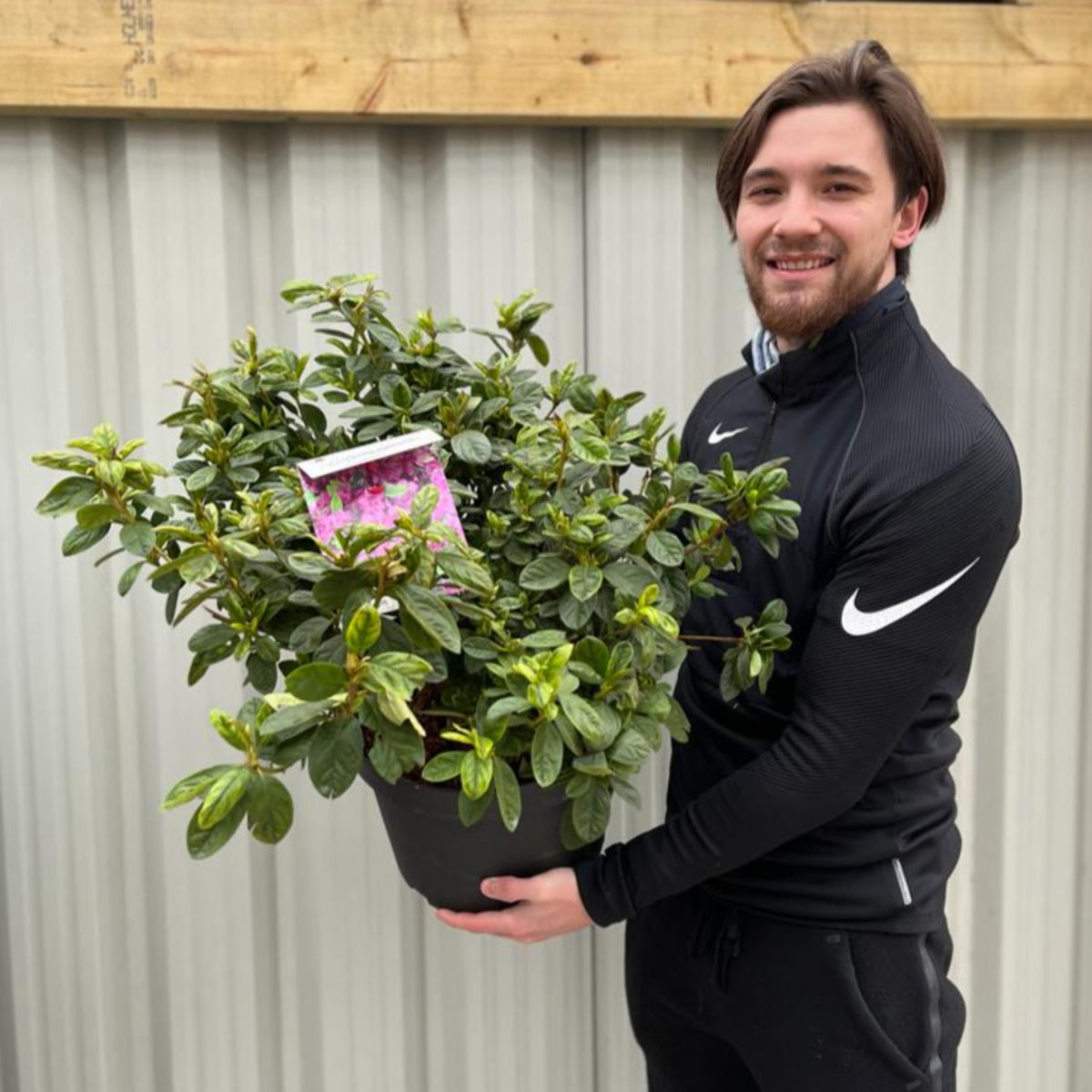 Azalea &#39;Koningstein&#39; 10L