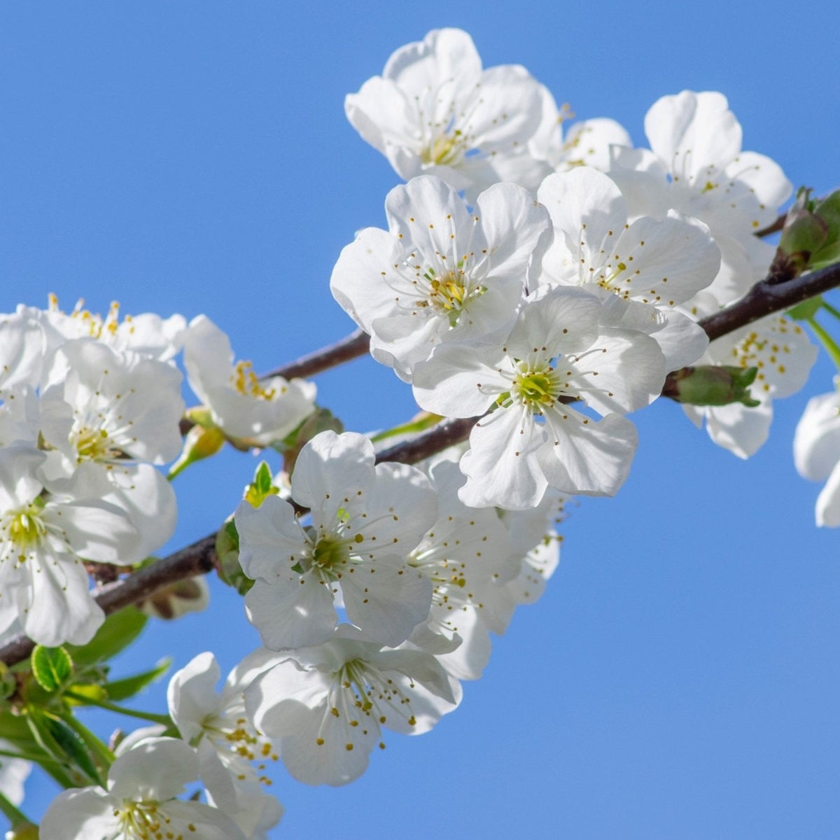 A close-up of Prunus Ornamental Flowering Cherry Blossom Shrub &#39;Tomentosa&#39; branches, adorned with clusters of white spring blossoms with yellow stamens, set against a clear blue sky.