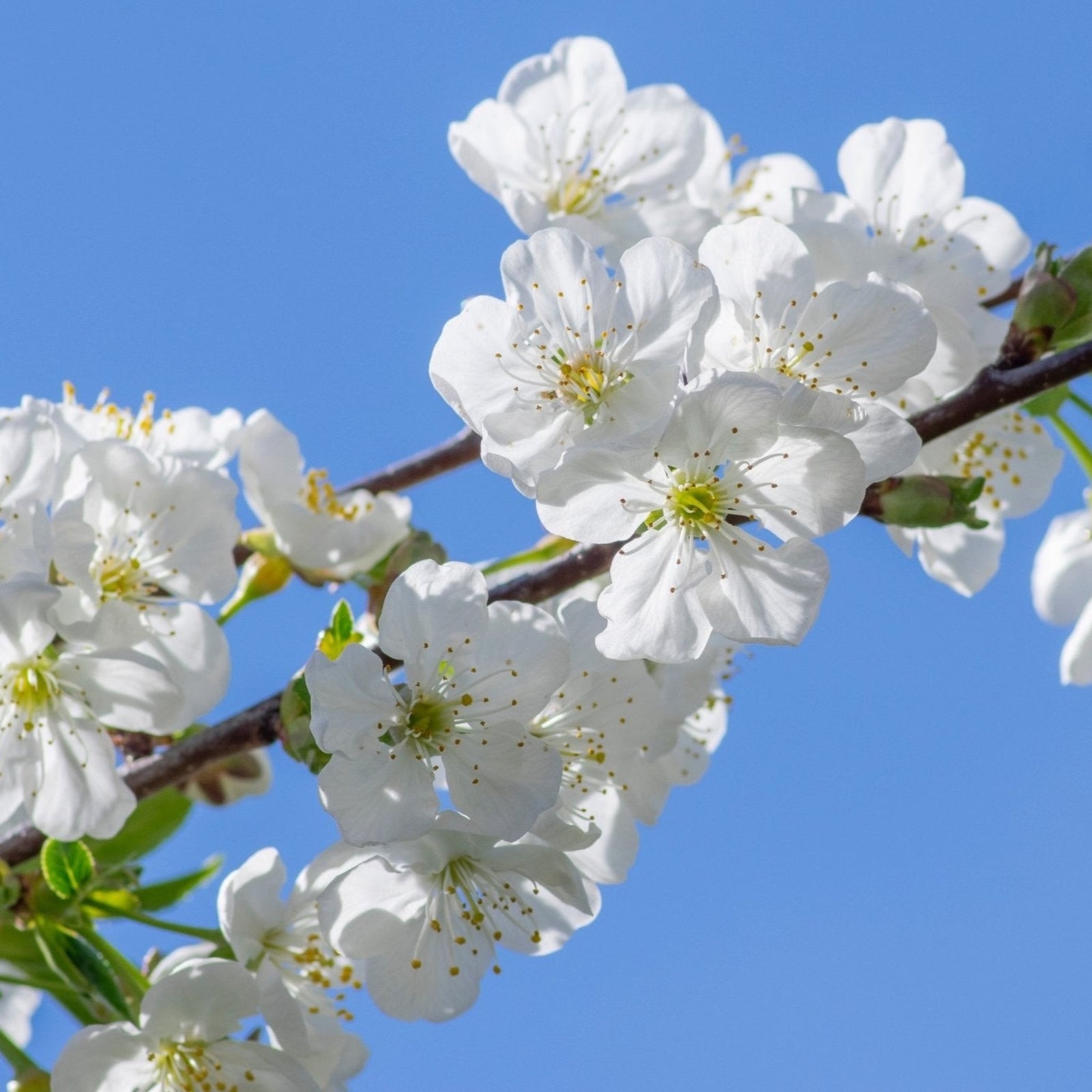 A person holds a potted Prunus Ornamental Flowering Cherry Blossom Shrub - Tomentosa with delicate branches and spring white flowers; the plant tag shows its name, and a light corrugated wall is visible in the background.