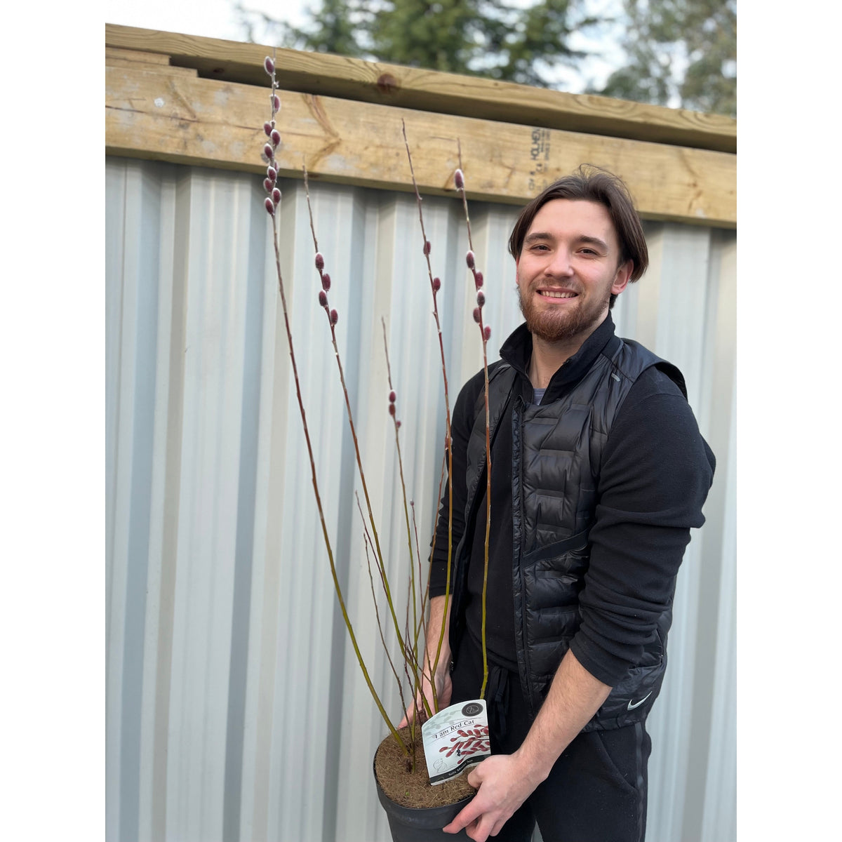A smiling person in black holds a Salix gracilistyla &#39;Mount Aso&#39; (I am Red Cat) Pussy Willow shrub in a 3L pot, showing its long branches with red catkins, while standing outdoors by a metal fence and wooden beam.