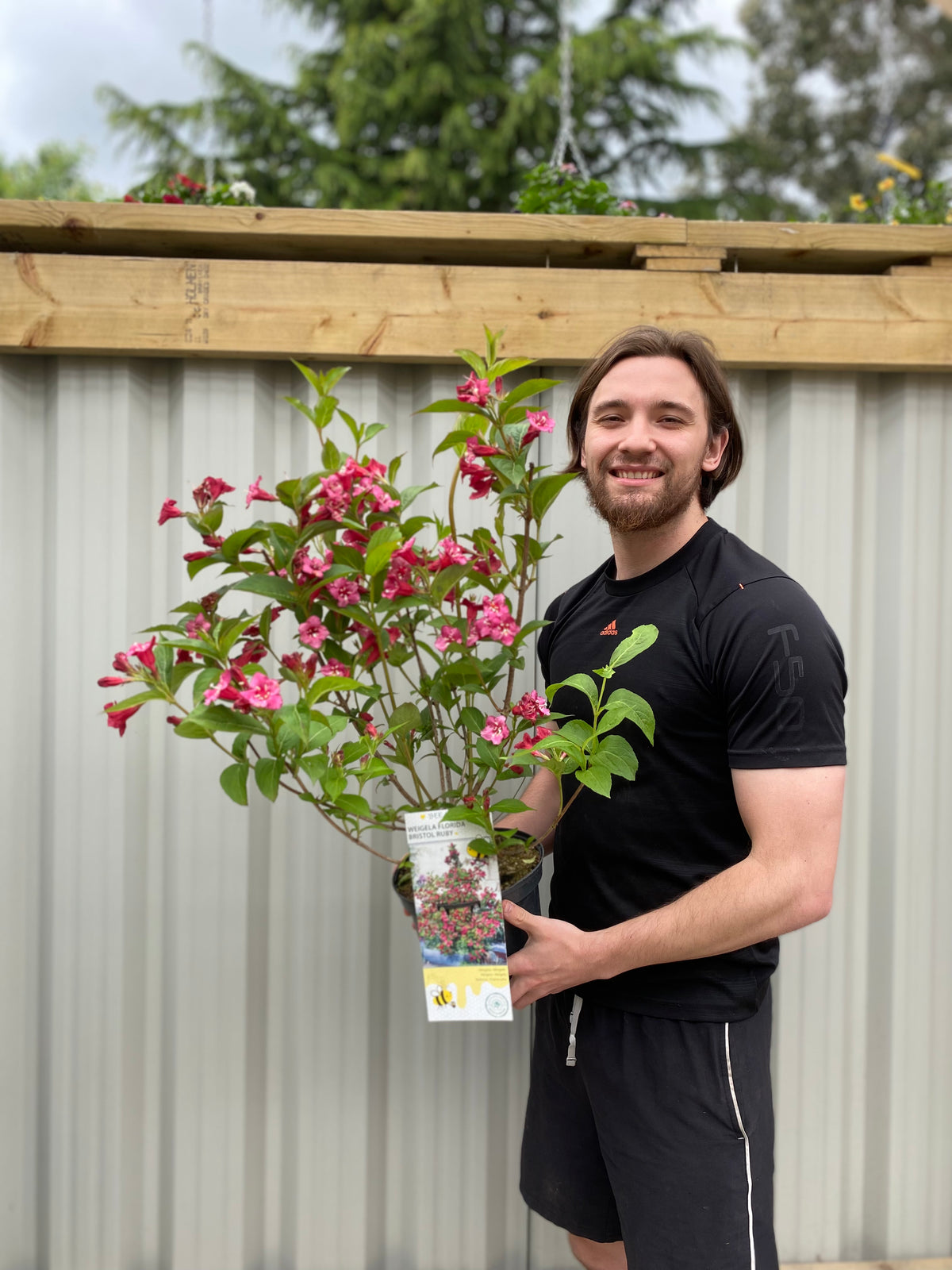 A smiling man with shoulder-length hair holds a Weigela Florida &#39;Bristol Ruby&#39; shrub with deep red blooms in front of a gray fence and wooden shelf filled with plants. He wears a black t-shirt and shorts. Two sizes available.