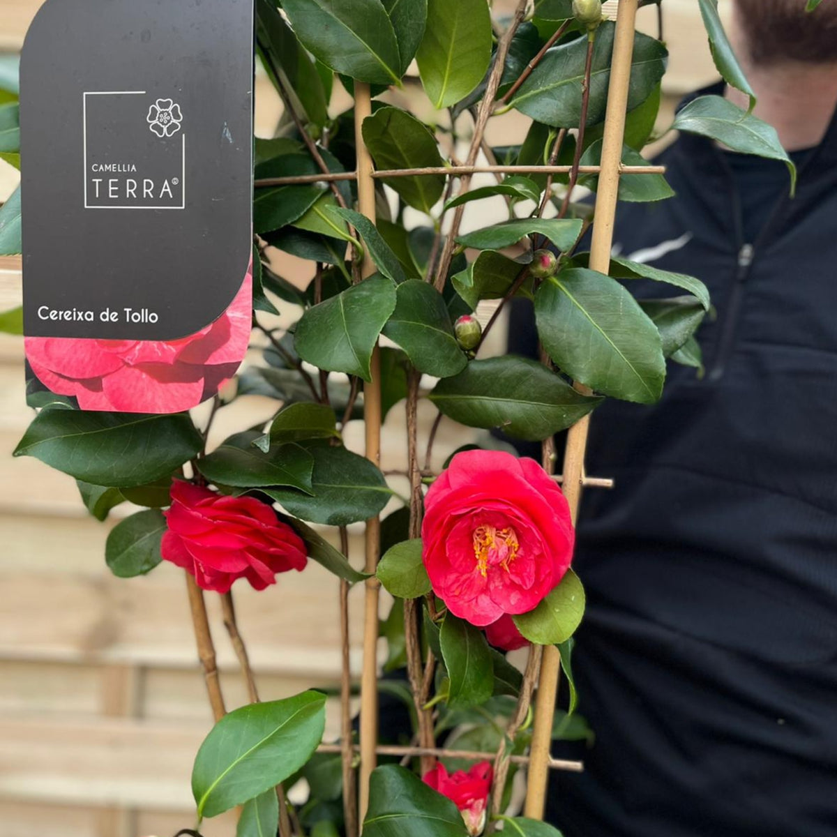 A person holds a Camellia on frame &#39;Cereixa de tollo&#39; 5L (100cm) with dark green leaves and bright pink flowers. Its plant tag reads “Camellia Terra” and “Cereixa de Tollo.” The evergreen shrub contrasts with a light wooden wall.