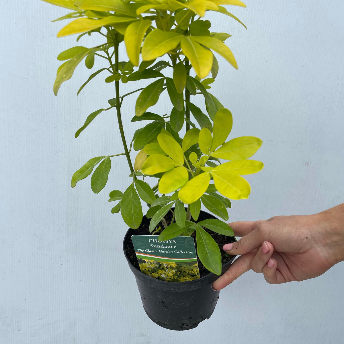 A hand holds a small black pot containing Choisya ternata Sundance - Brica/Lich 9cm-5L, an evergreen shrub with green and yellow foliage. The plant is from The Classic Garden Collection, set against a plain light background.
