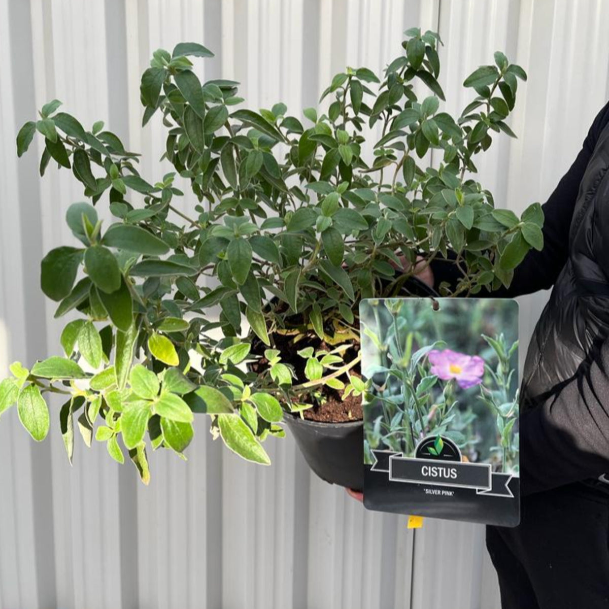 Cistus x Silver Pink Rock Rose 10L