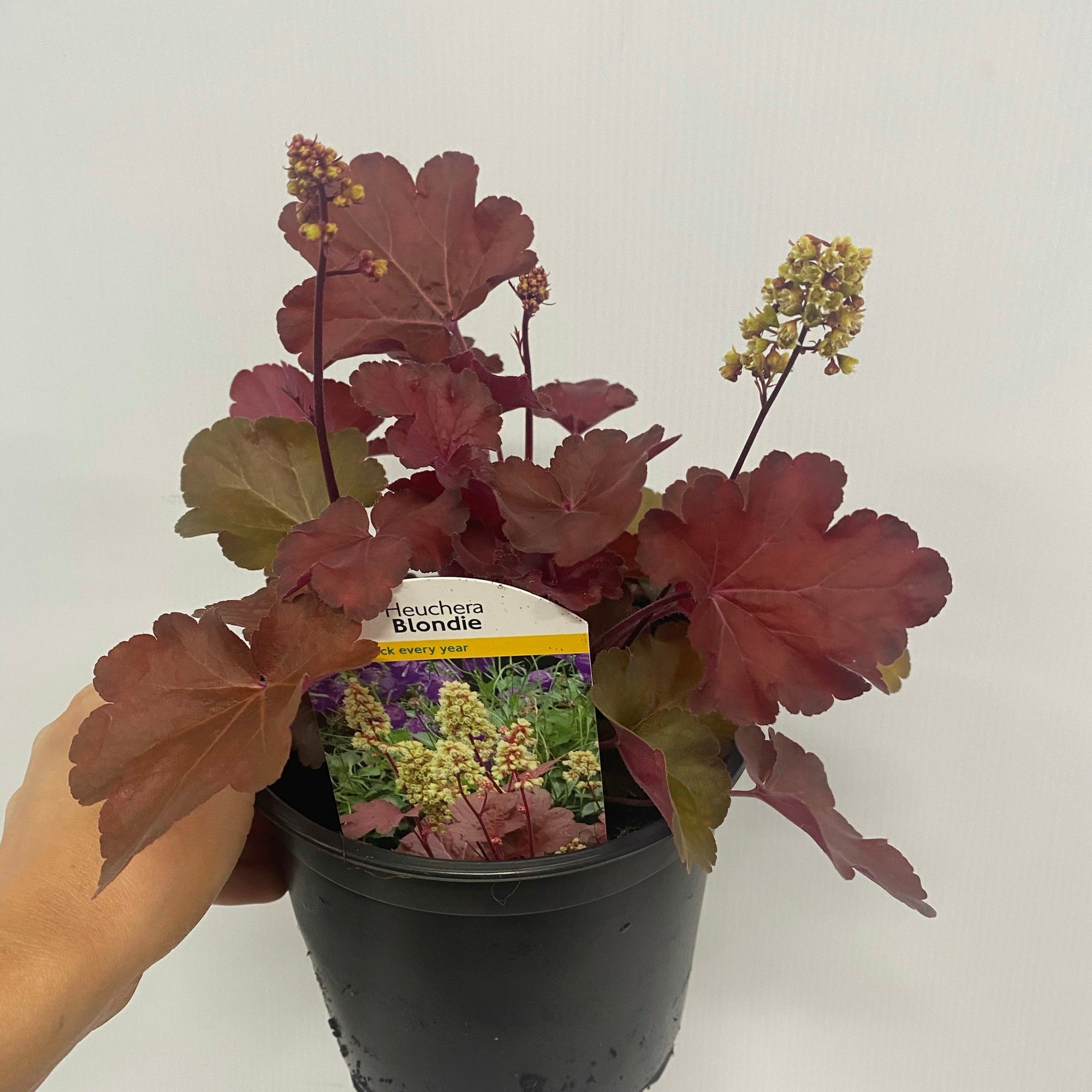 Heuchera 'Blondie' 2L