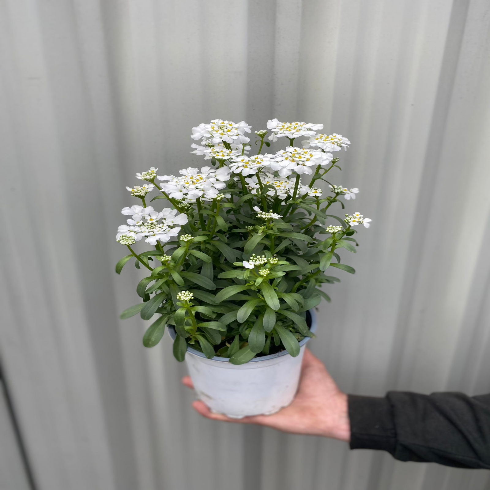 Iberis sempervirens 'Fishbeck' 2L is an evergreen perennial with dense clusters of delicate white flowers above green foliage, creating a vibrant spring display in sunny gardens.