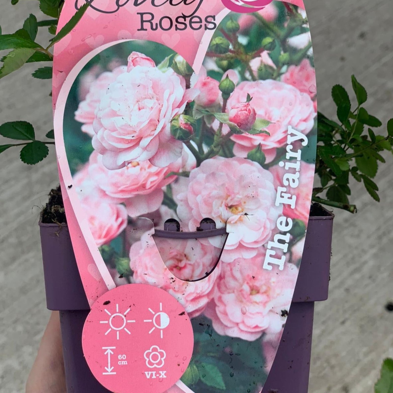 A hand holding a grower's pot with Patio Roses - The Fairy, featuring light pink blooms.