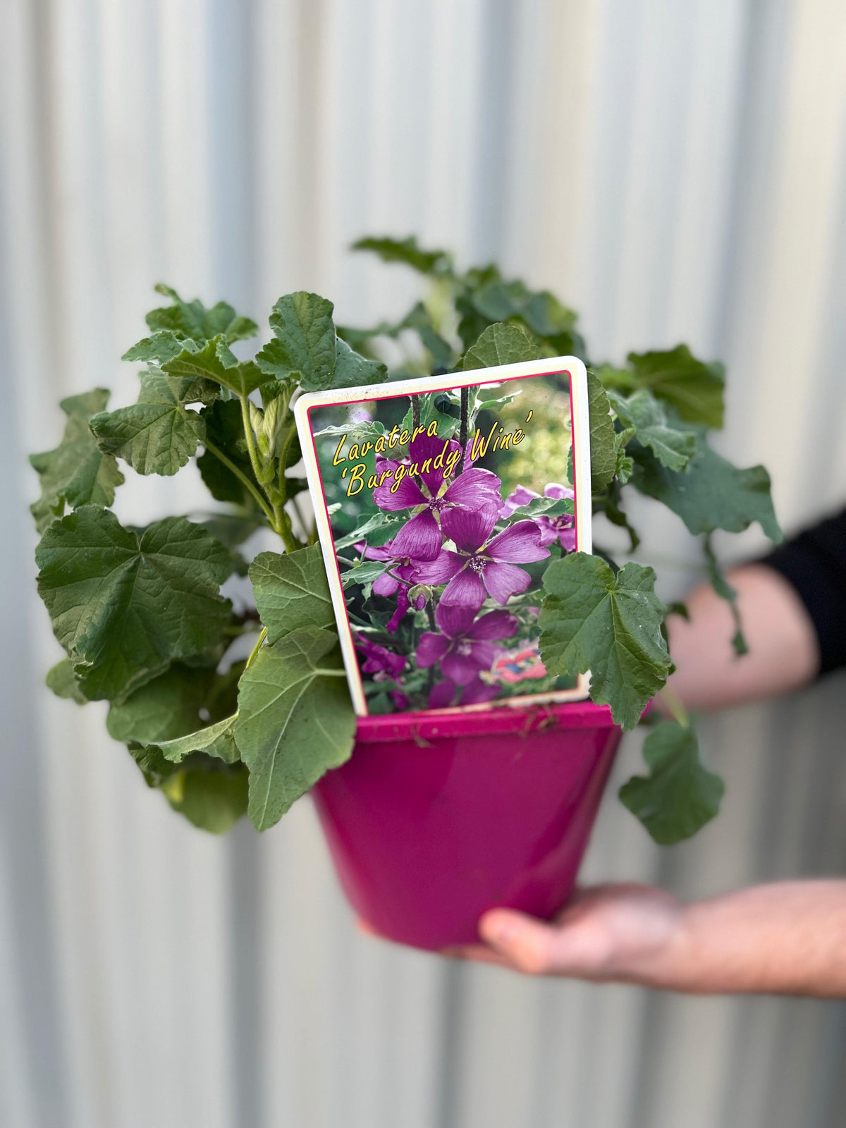 A person holds a Lavatera &#39;Burgundy Wine&#39; (9cm/2L/3L) in a vivid pink pot. Renowned for bold burgundy-red flowers, this plant brightens garden borders. The softly blurred background draws focus to the vibrant display.