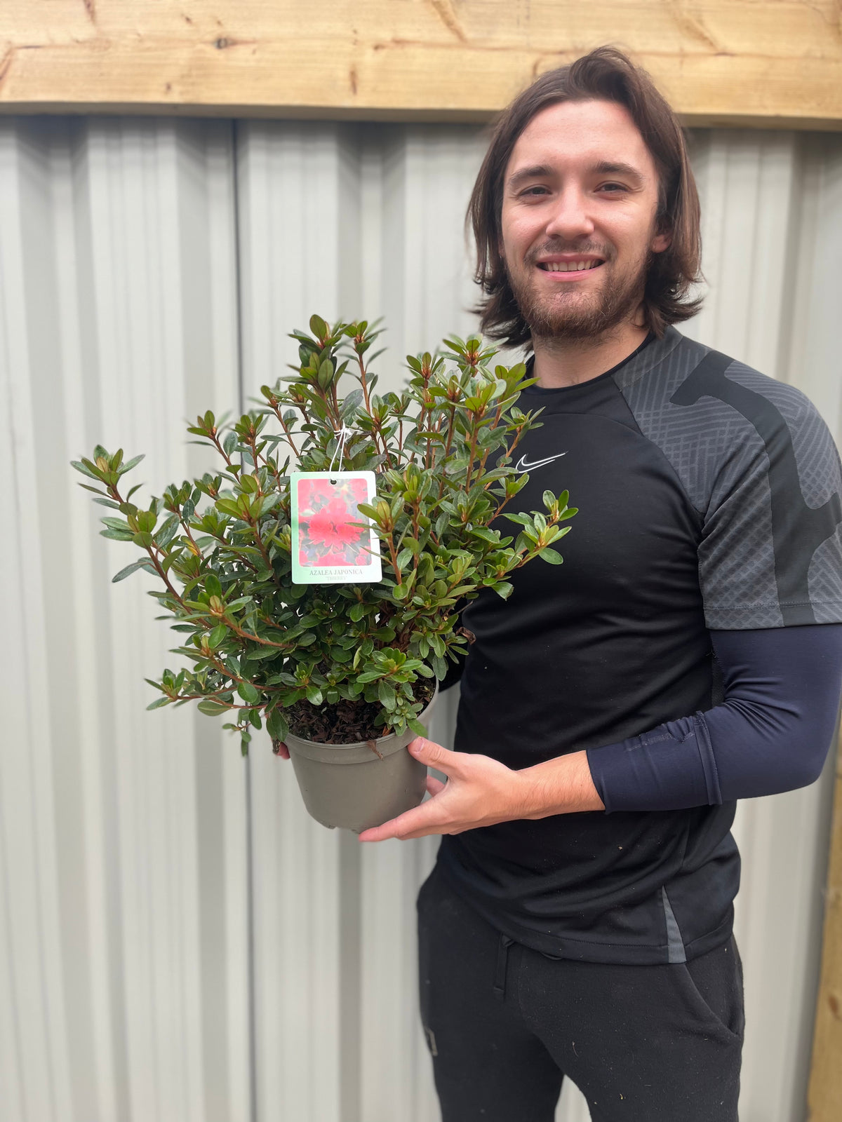 Azalea japonica &#39;Thierry&#39; 2L