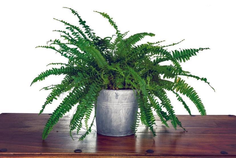 A Boston Fern (Nephrolepis exaltata Bostoniensis, 25-30cm) with evergreen fronds in a metal pot is displayed on a wooden table against a plain white background.