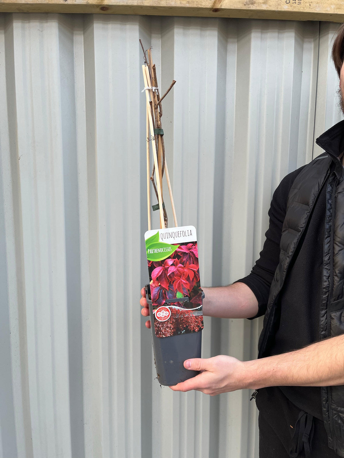 Parthenocissus quinquefolia &#39;Virginia Creeper&#39; 2L