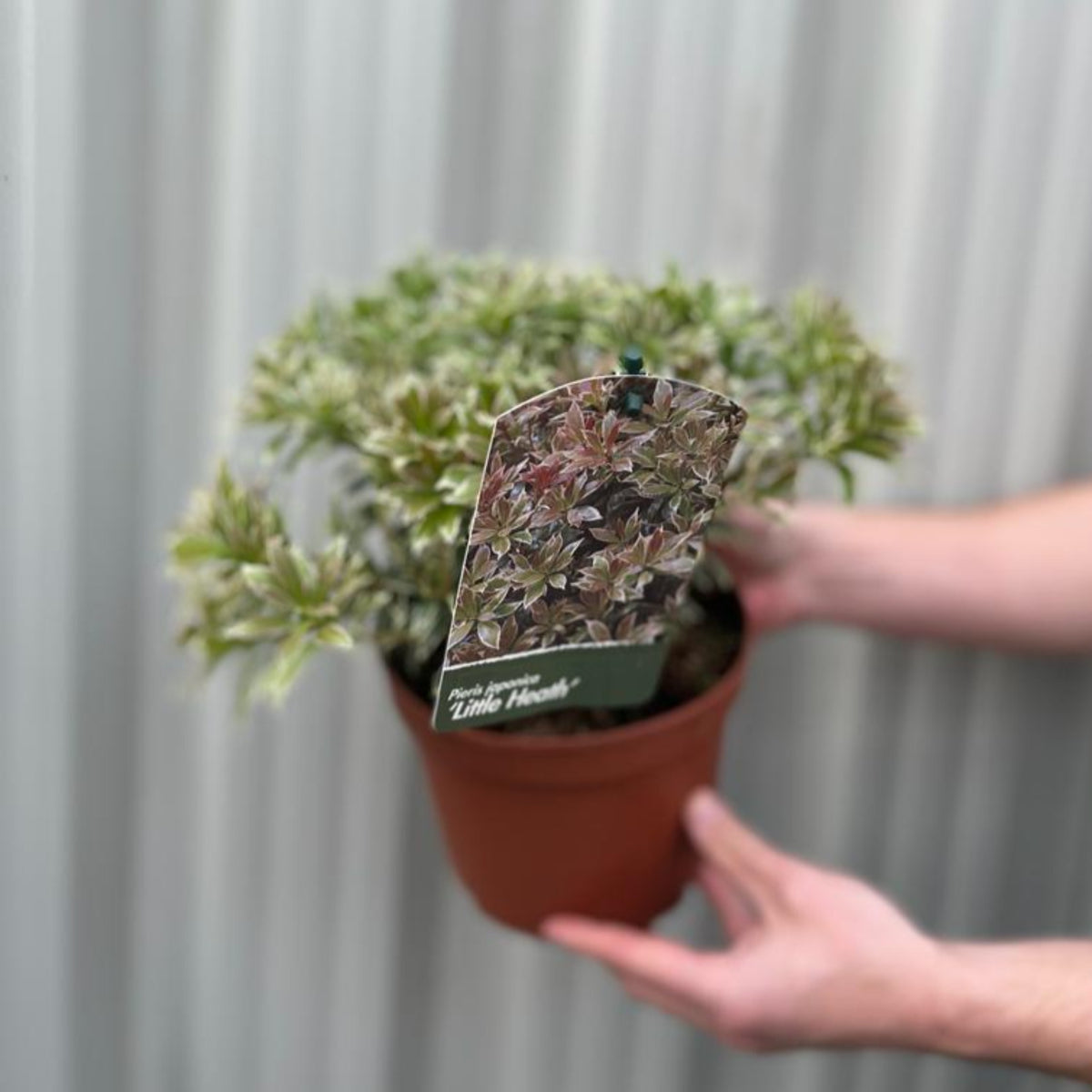 A person holds a Pieris japonica Little Heath (9cm/1L/2L), an evergreen shrub with green and white variegated leaves, ideal as a low-maintenance container plant. The background is a plain, light-colored vertical surface.