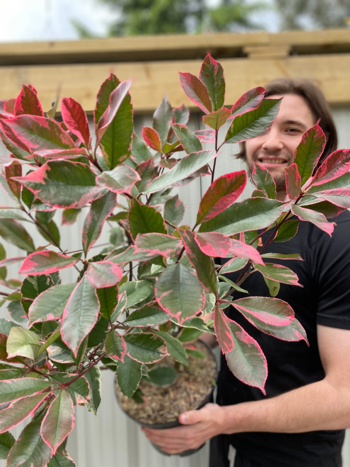 Photina x fraseri &#39;Louise&#39; 9cm/2L/5L