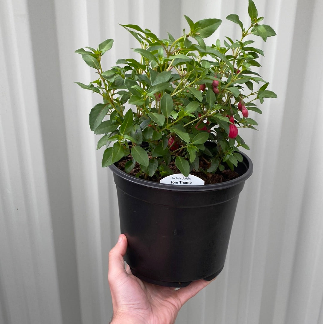 Hardy Fuchsia | Lost Label | 2L/3L